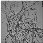 Nanomaterials 11 02077 i003 Nanomaterials 11 02077 i003