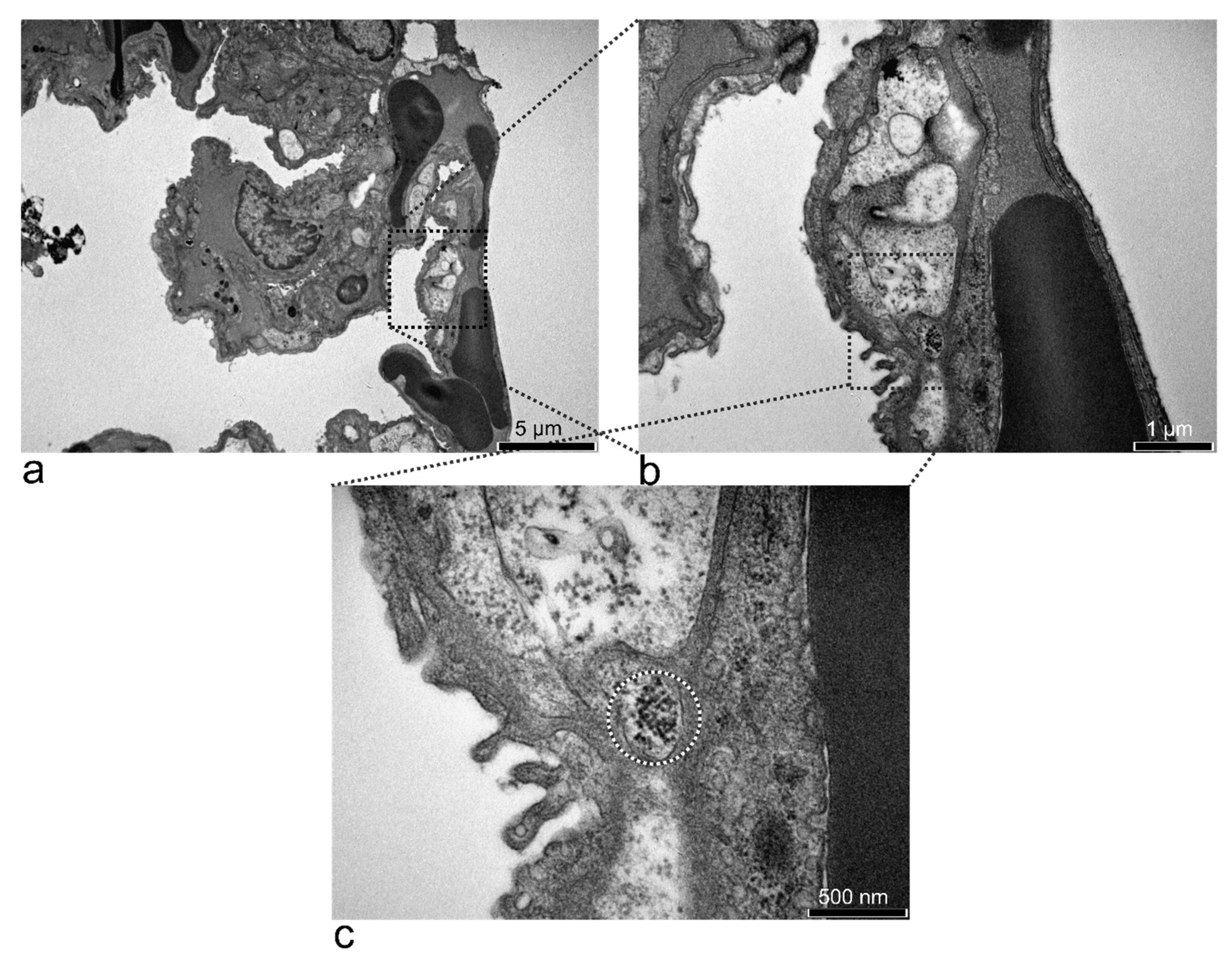 Nanomaterials 11 02184 g007