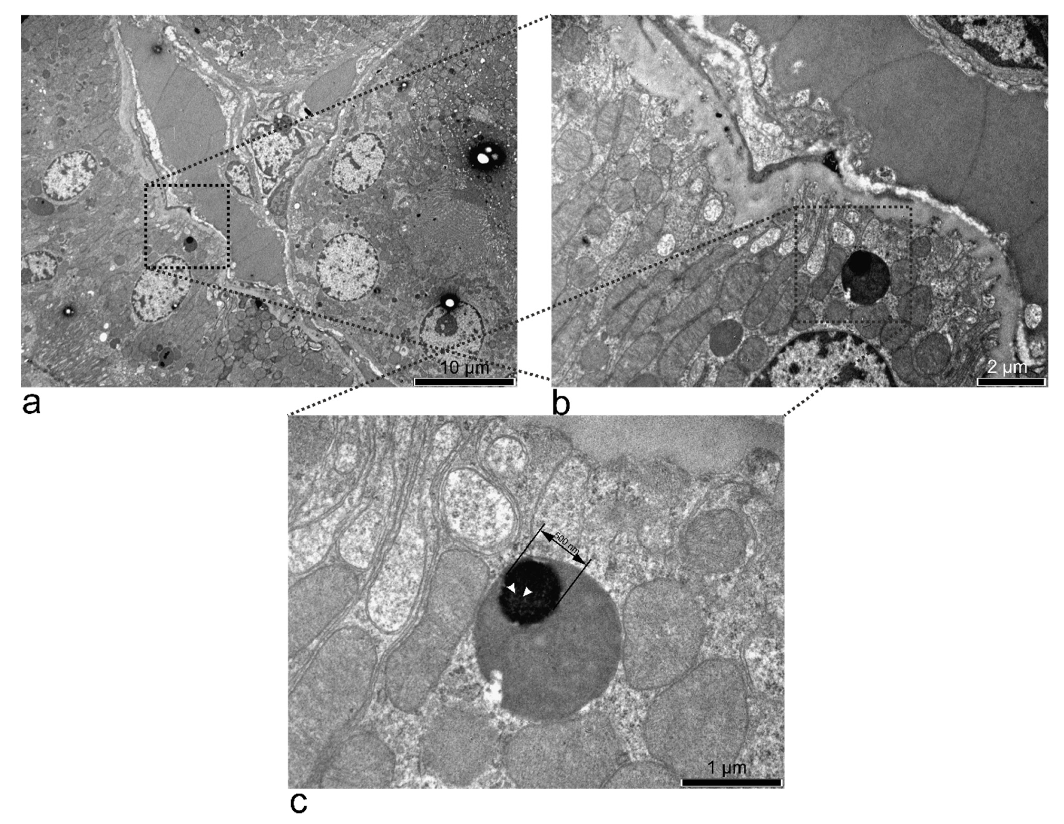 Nanomaterials 11 02184 g008