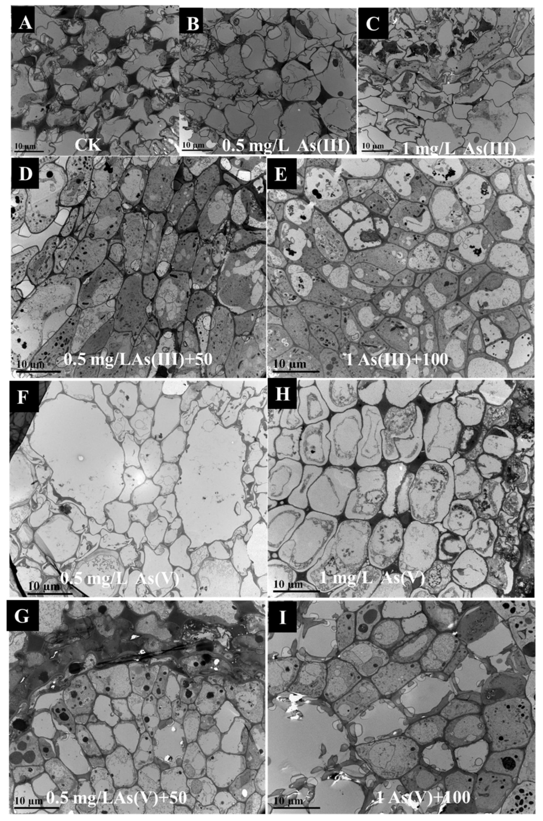 Nanomaterials 11 02228 g003 550