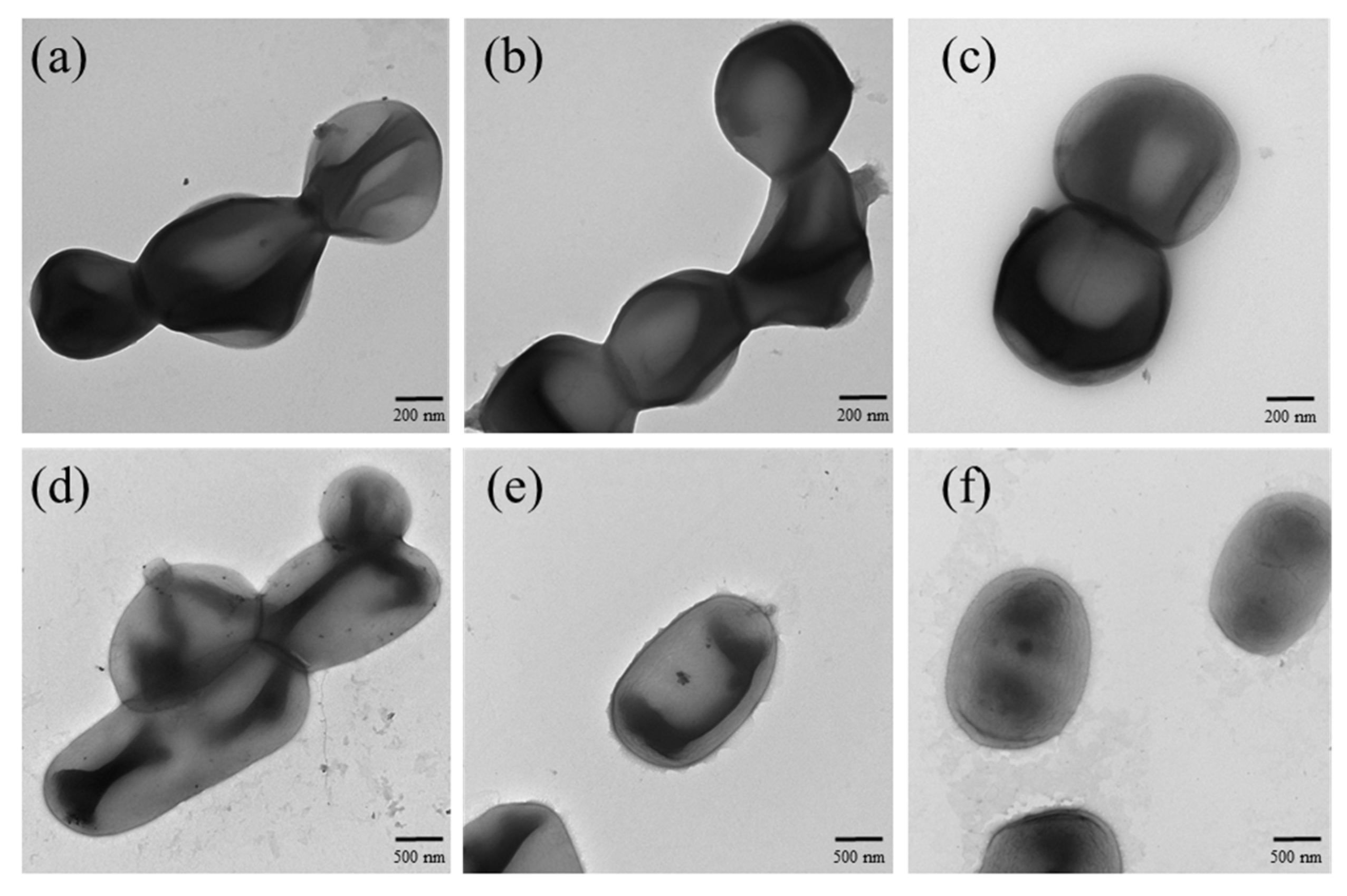 Nanomaterials 11 02278 g011 550