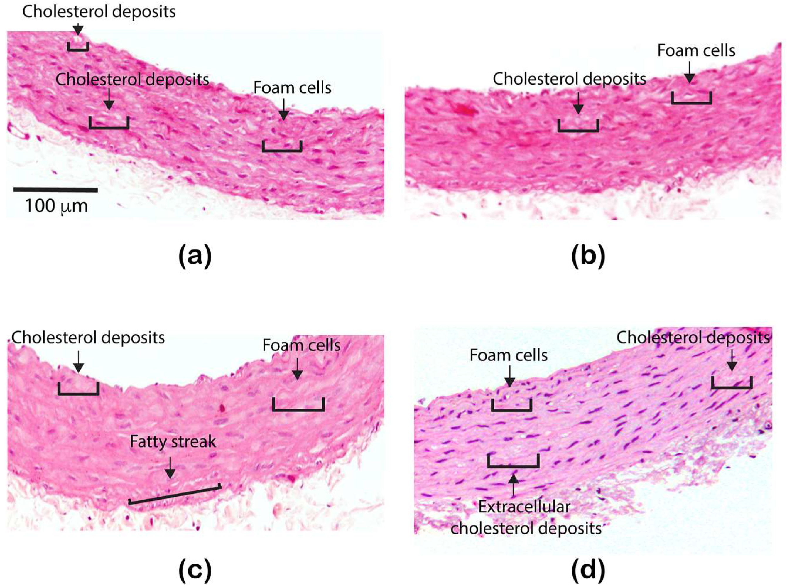 Nanomaterials 11 02319 g003