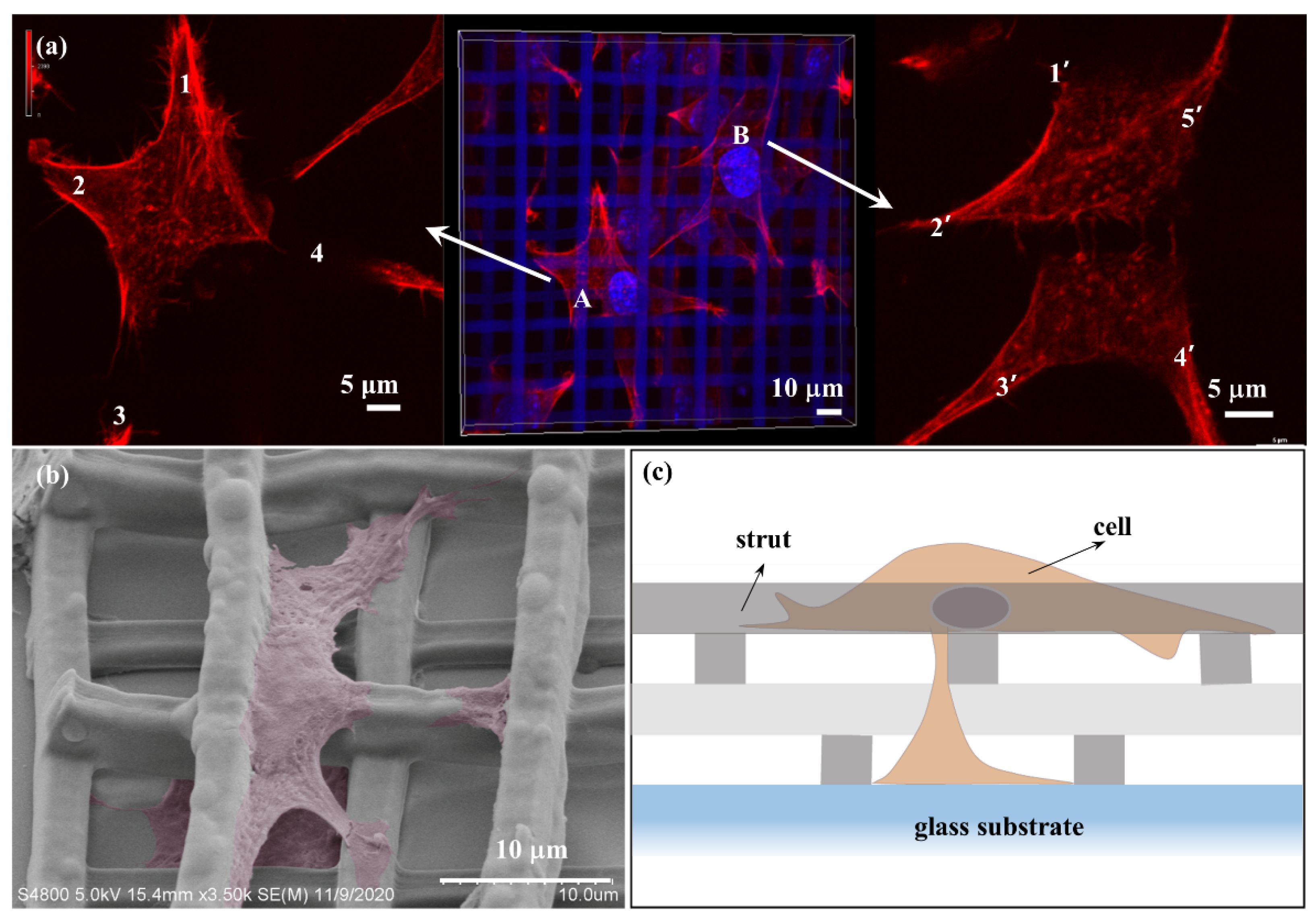 Nanomaterials 11 02325 g007