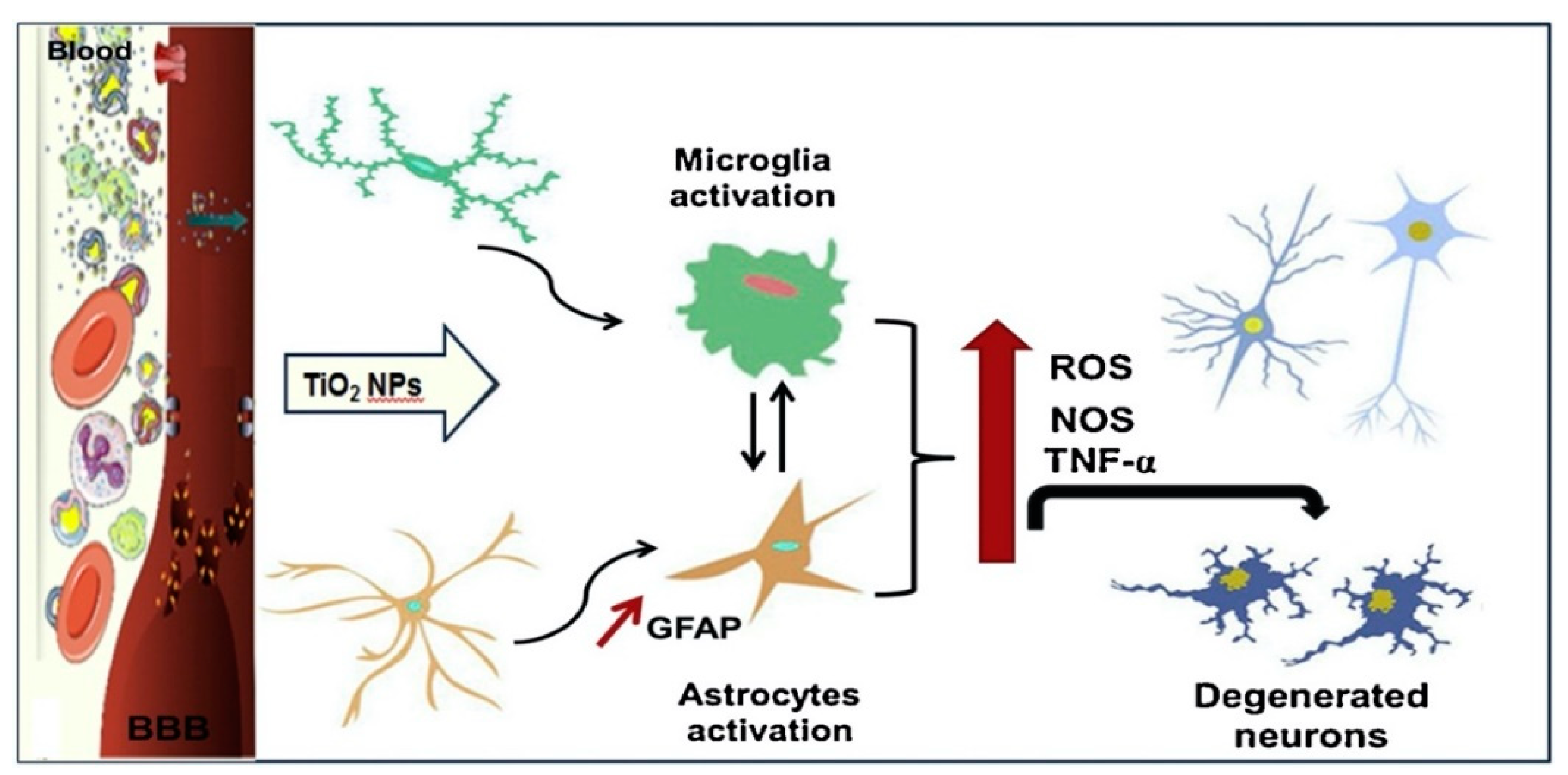 Influence of Titanium Dioxide Nanoparticles on Human Health and the ...