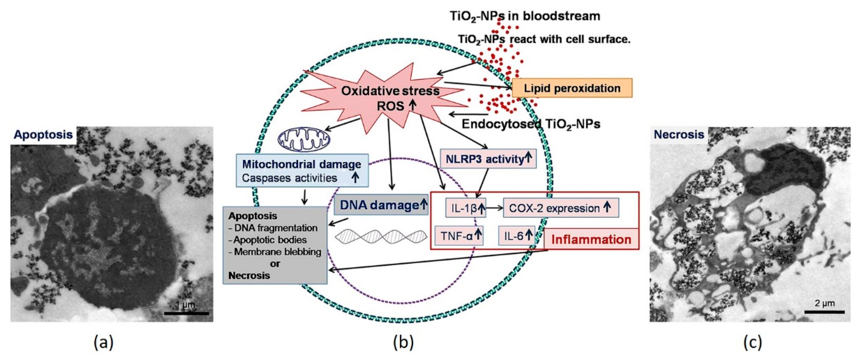 Influence of Titanium Dioxide Nanoparticles on Human Health and the ...