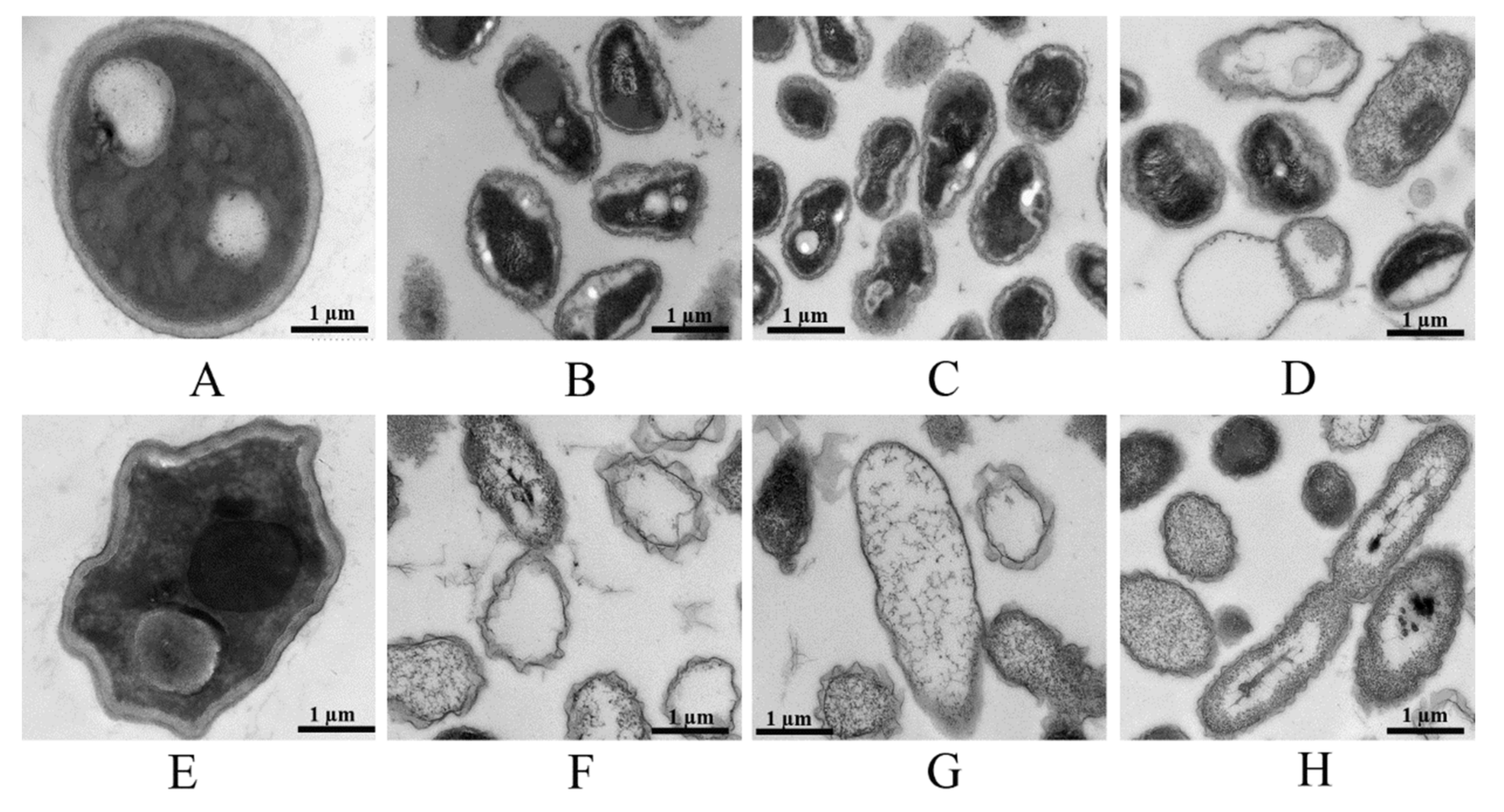 Nanomaterials 11 02393 g007 550