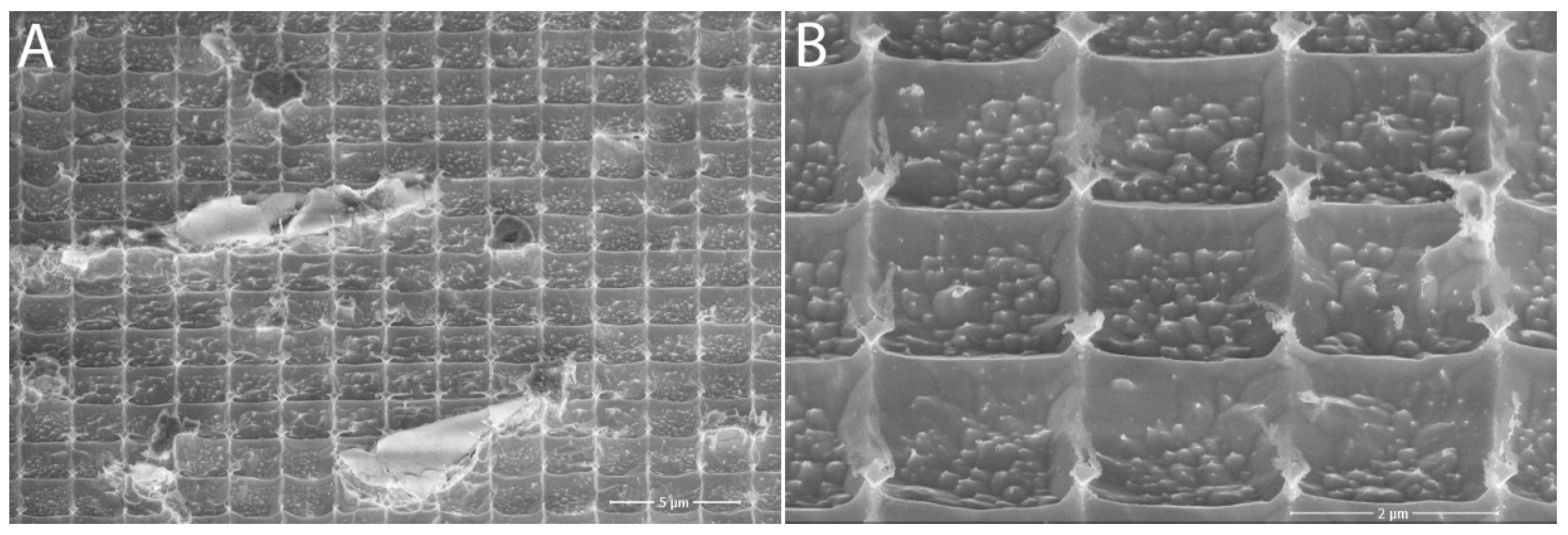 Nanomaterials 11 02443 g006 550