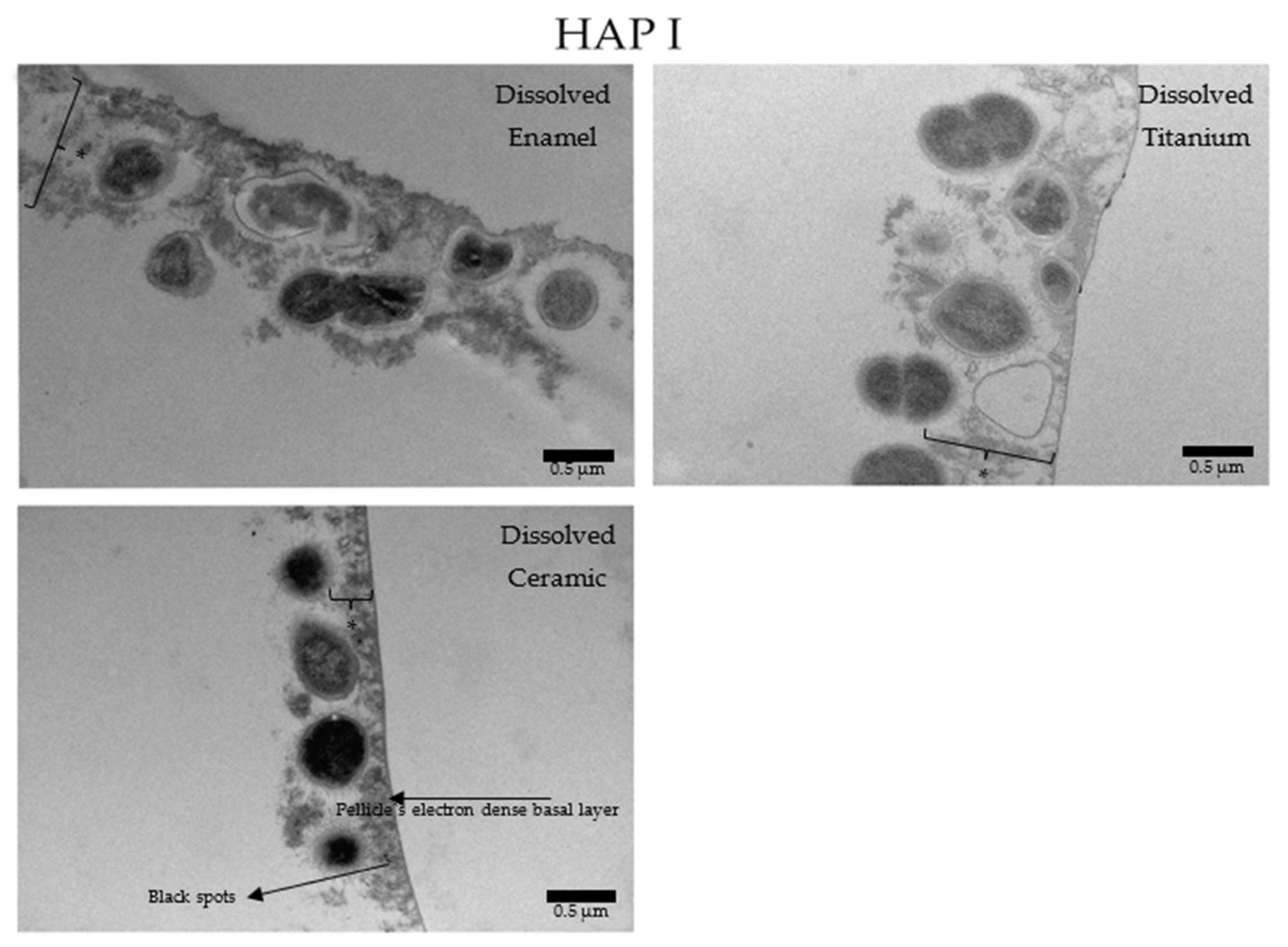 Nanomaterials 11 02452 g015