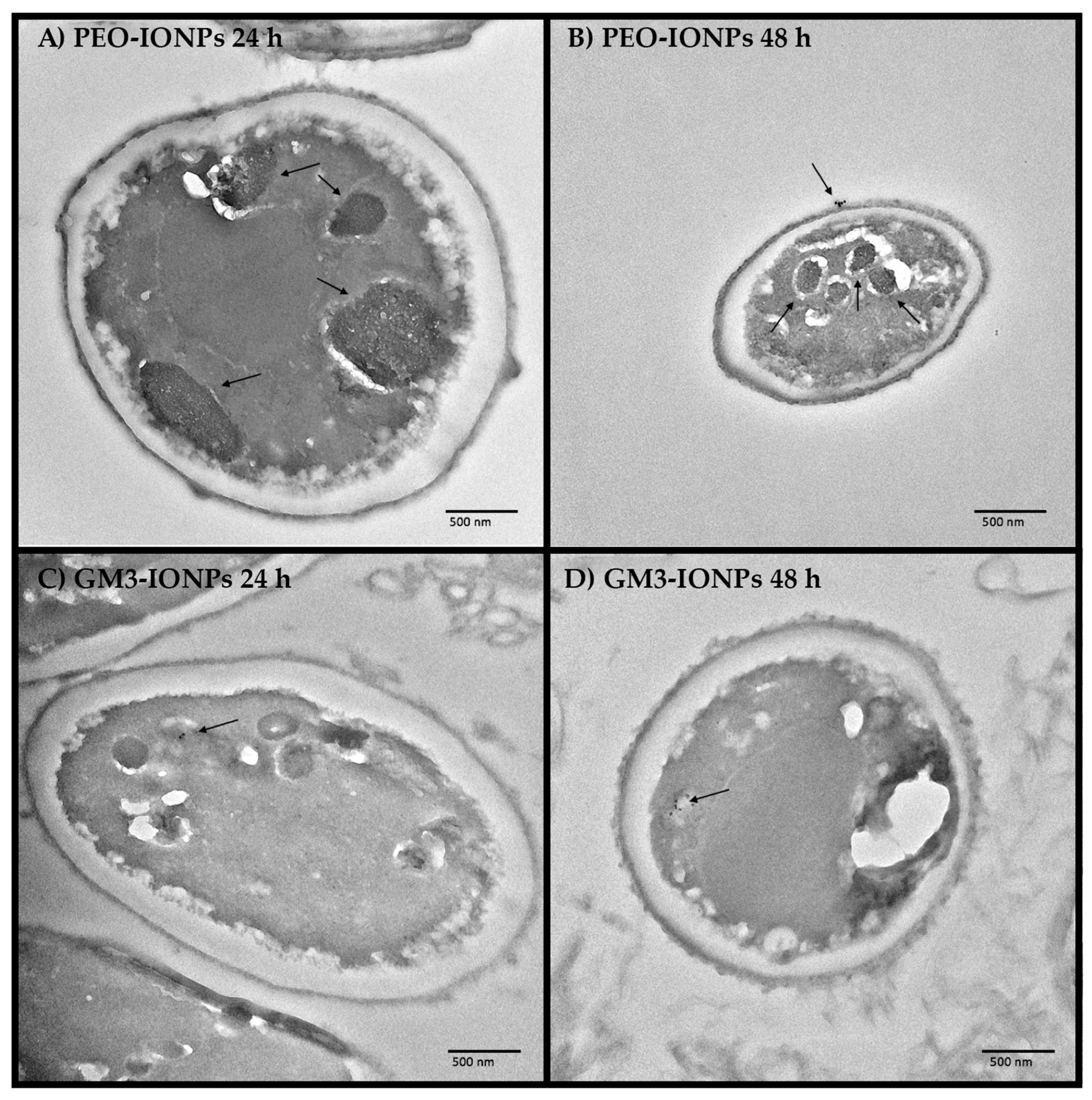 Nanomaterials 11 02465 g008