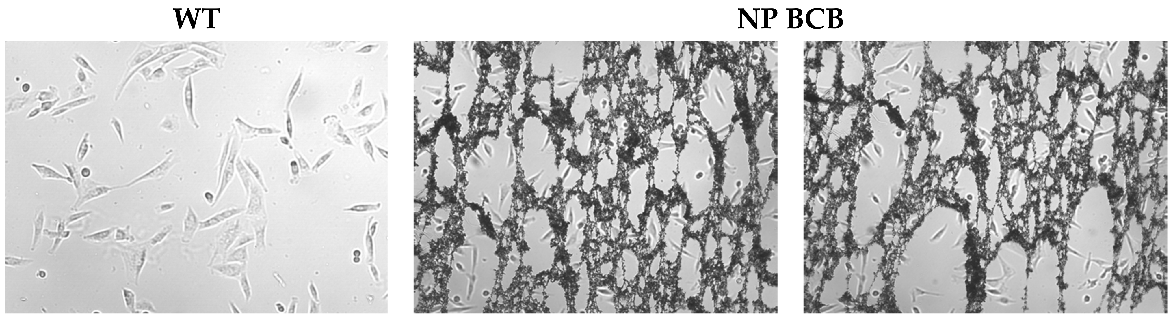Nanomaterials 11 02495 g007 550