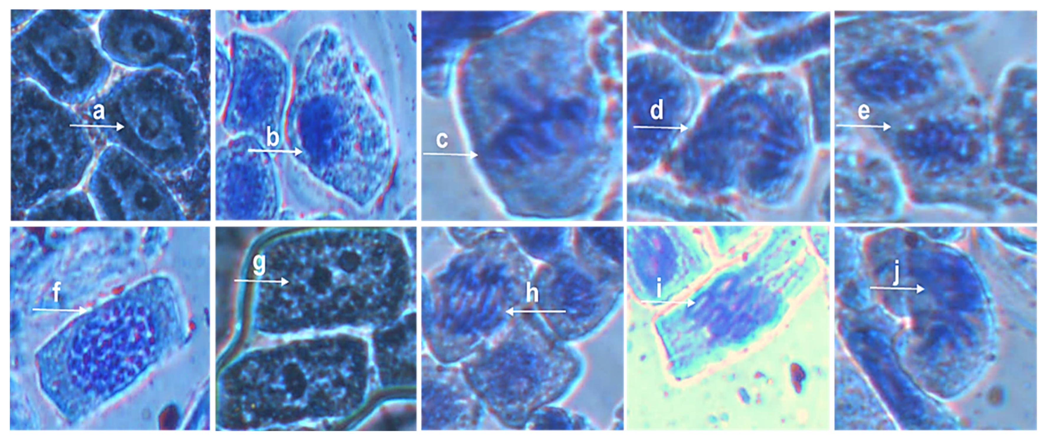 Nanomaterials 11 02516 g007 550