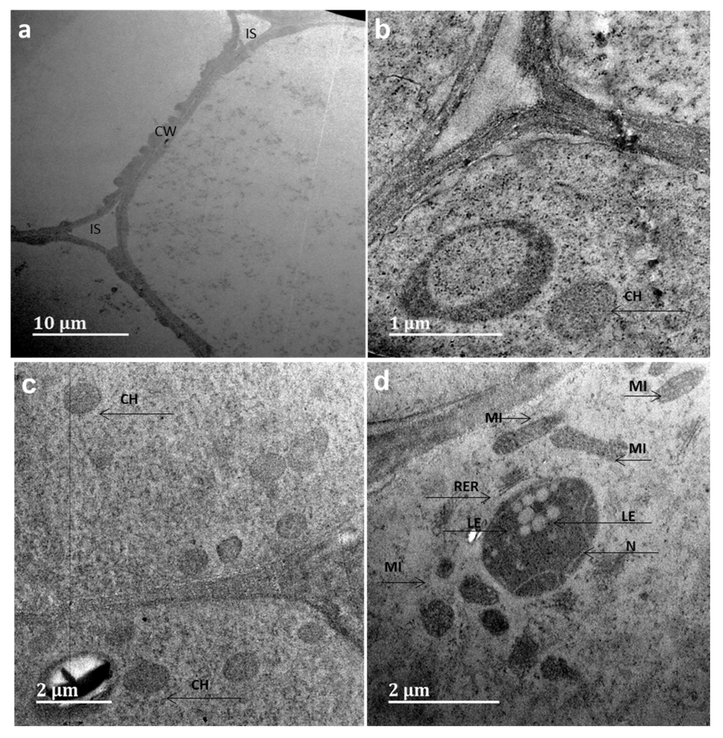 Nanomaterials 11 02516 g008 550