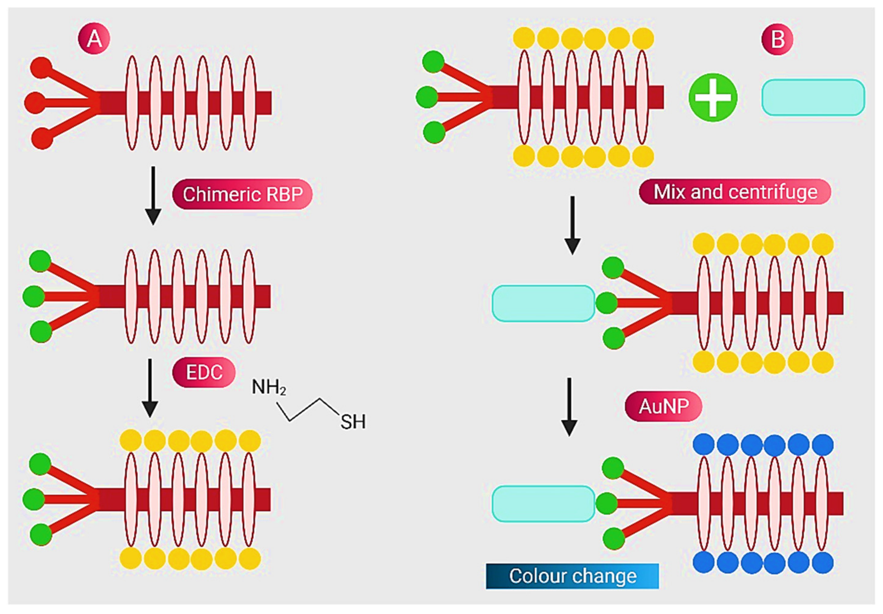 Nanomaterials 11 02535 g001 550