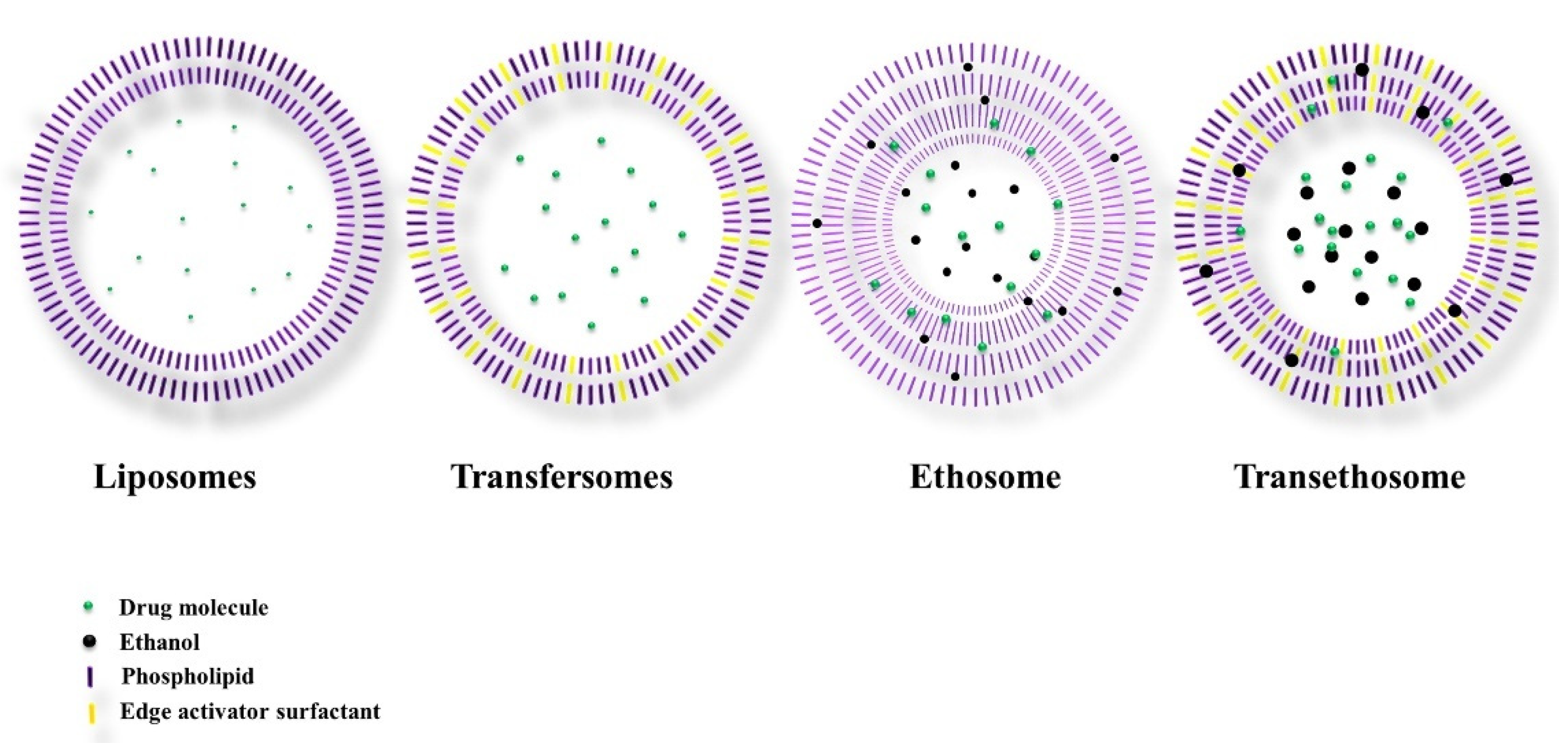 Nanomaterials Free FullText Ultraflexible Liposome Nanocargo as a