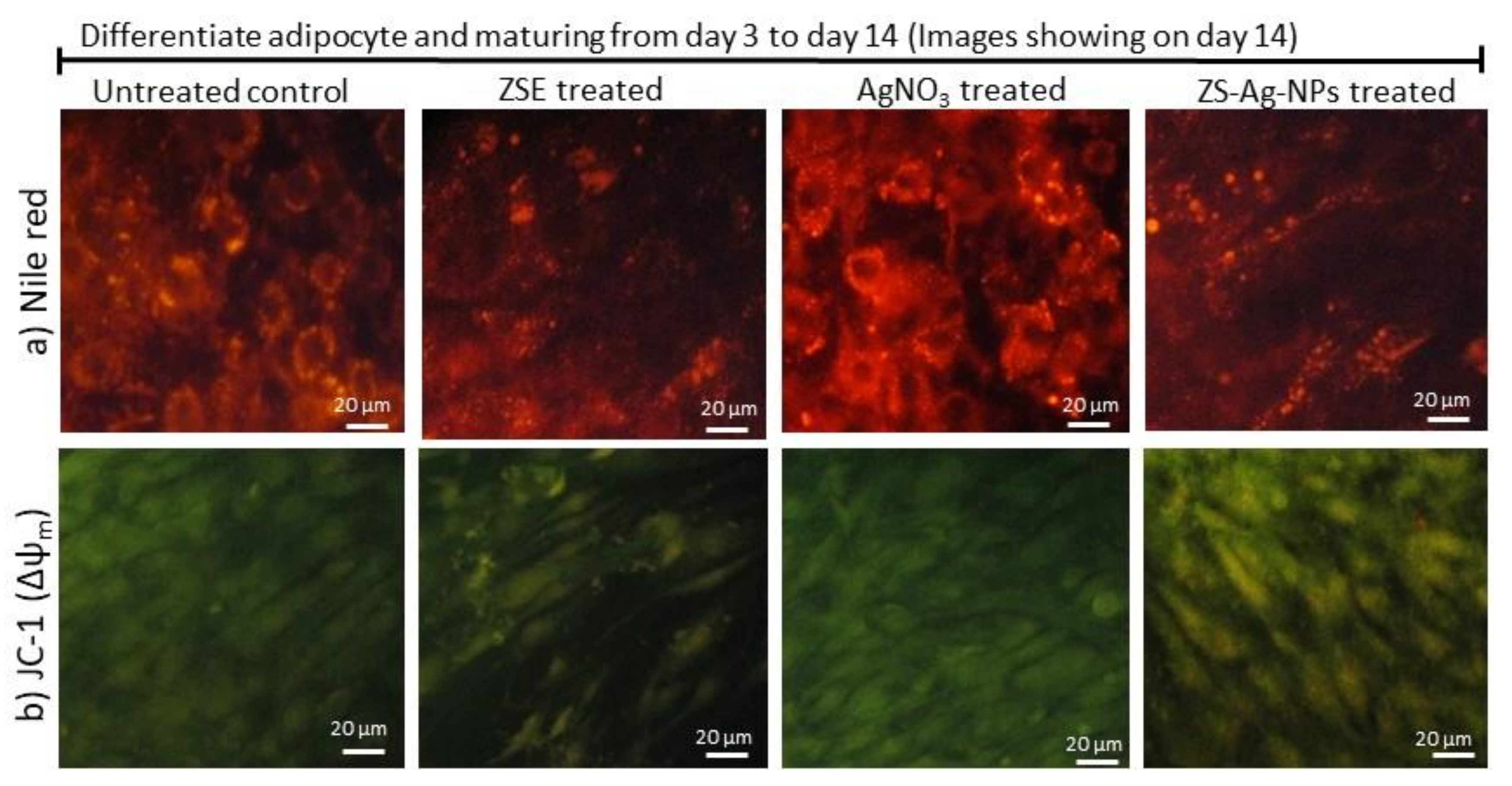Nanomaterials 11 02563 g004