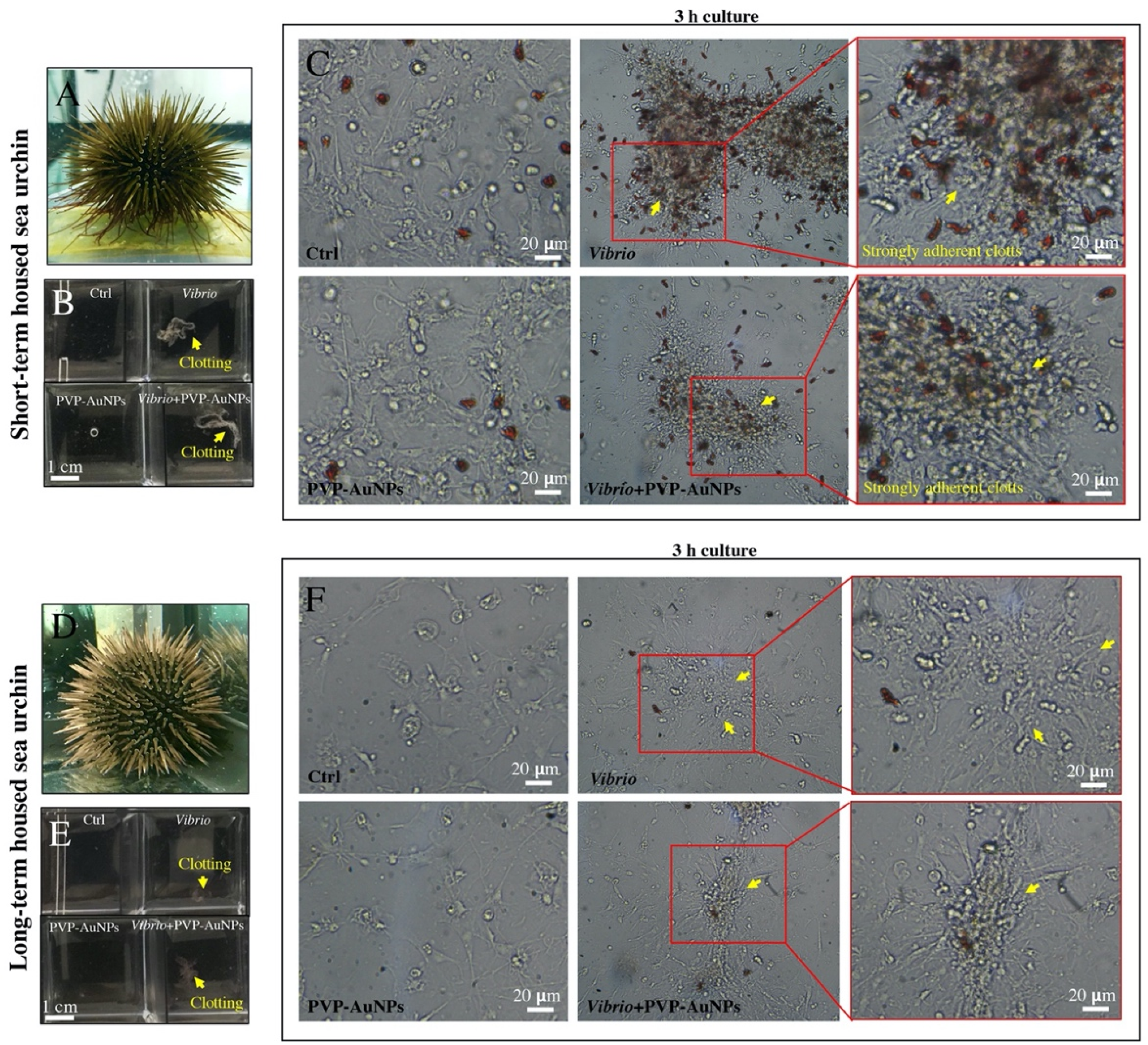Nanomaterials 11 02646 g002 Nanomaterials 11 02646 g002