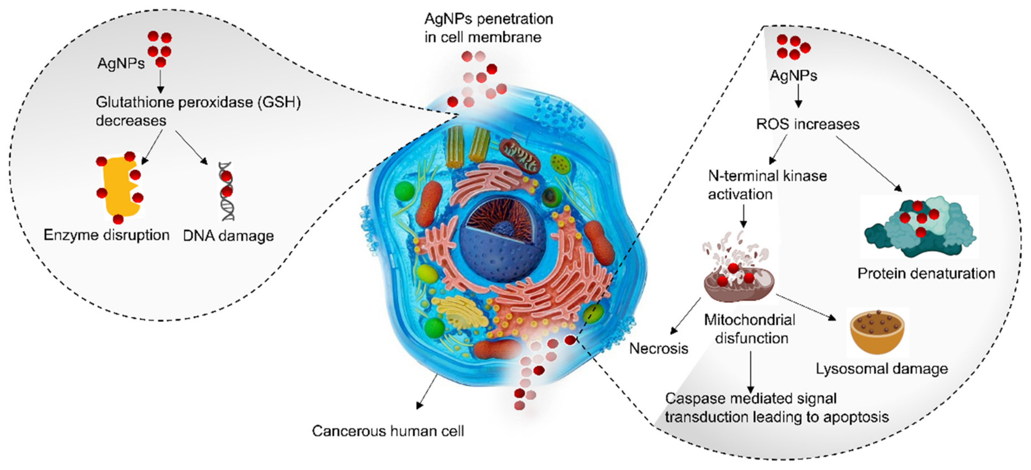 Nanomaterials 11 02757 g004
