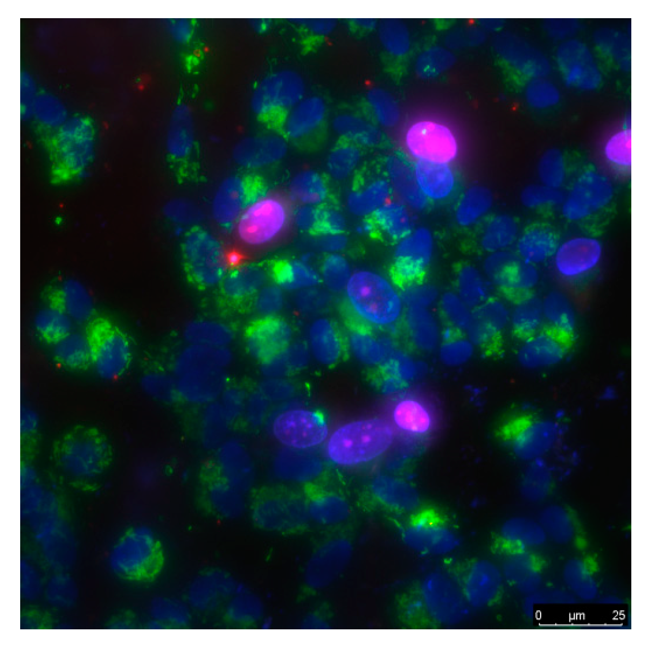 Nanomaterials 11 02804 g001