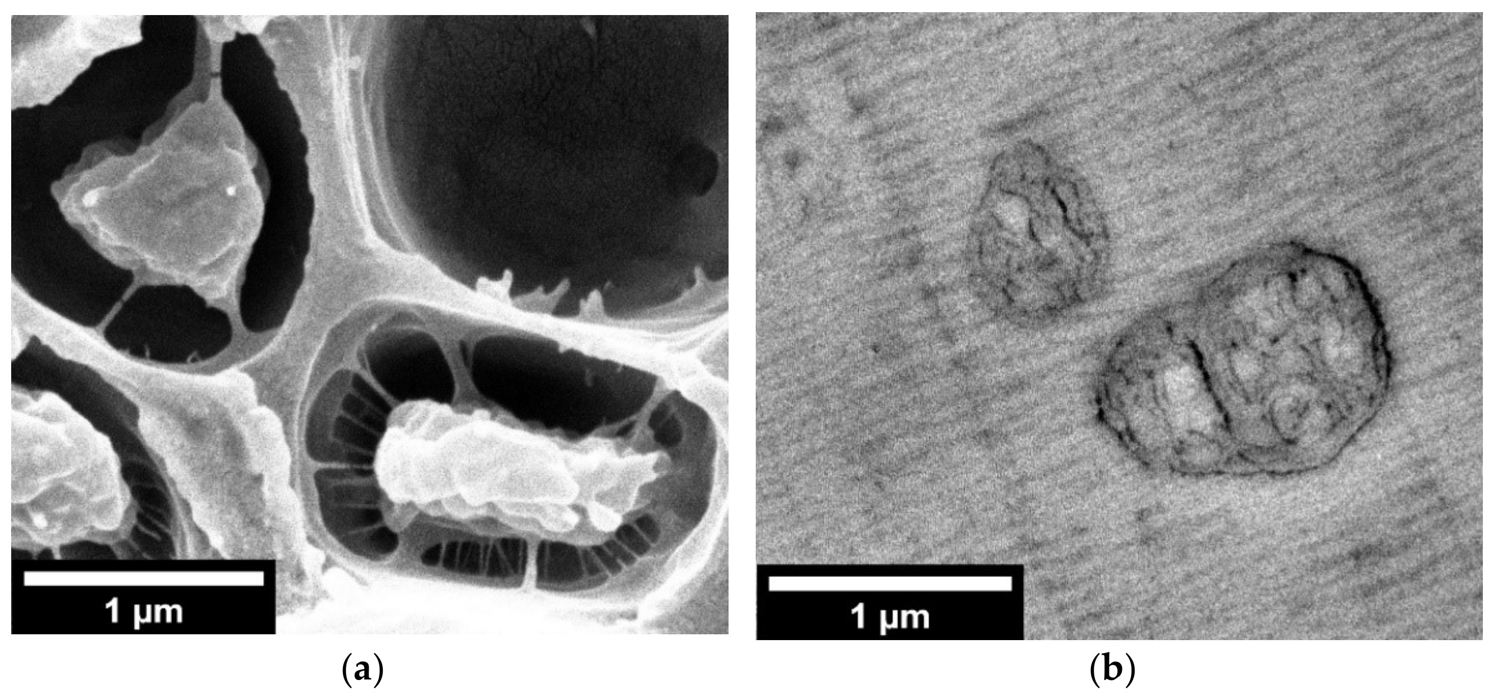 Nanomaterials 11 02834 g007 550