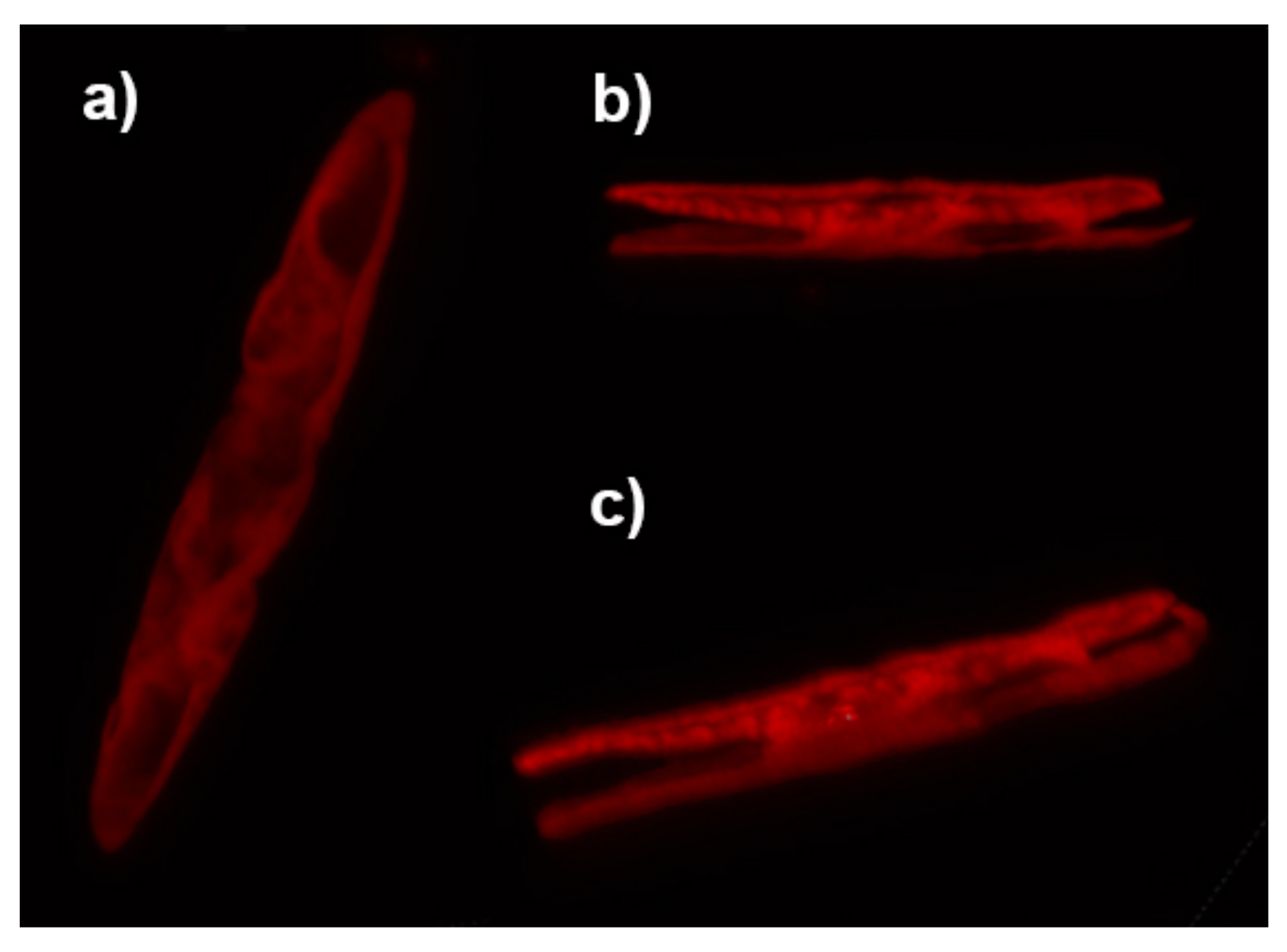 Nanomaterials 11 02855 g008 Nanomaterials 11 02855 g008