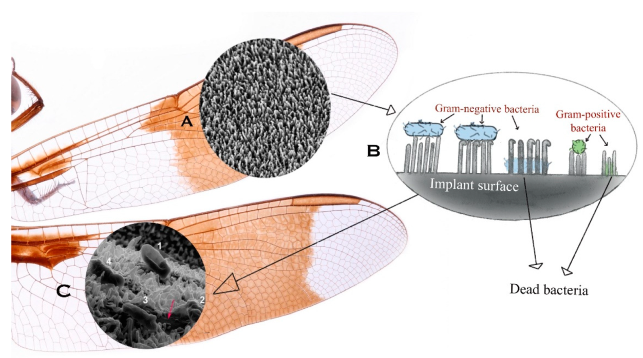 Nanomaterials 11 02977 g002 Nanomaterials 11 02977 g002
