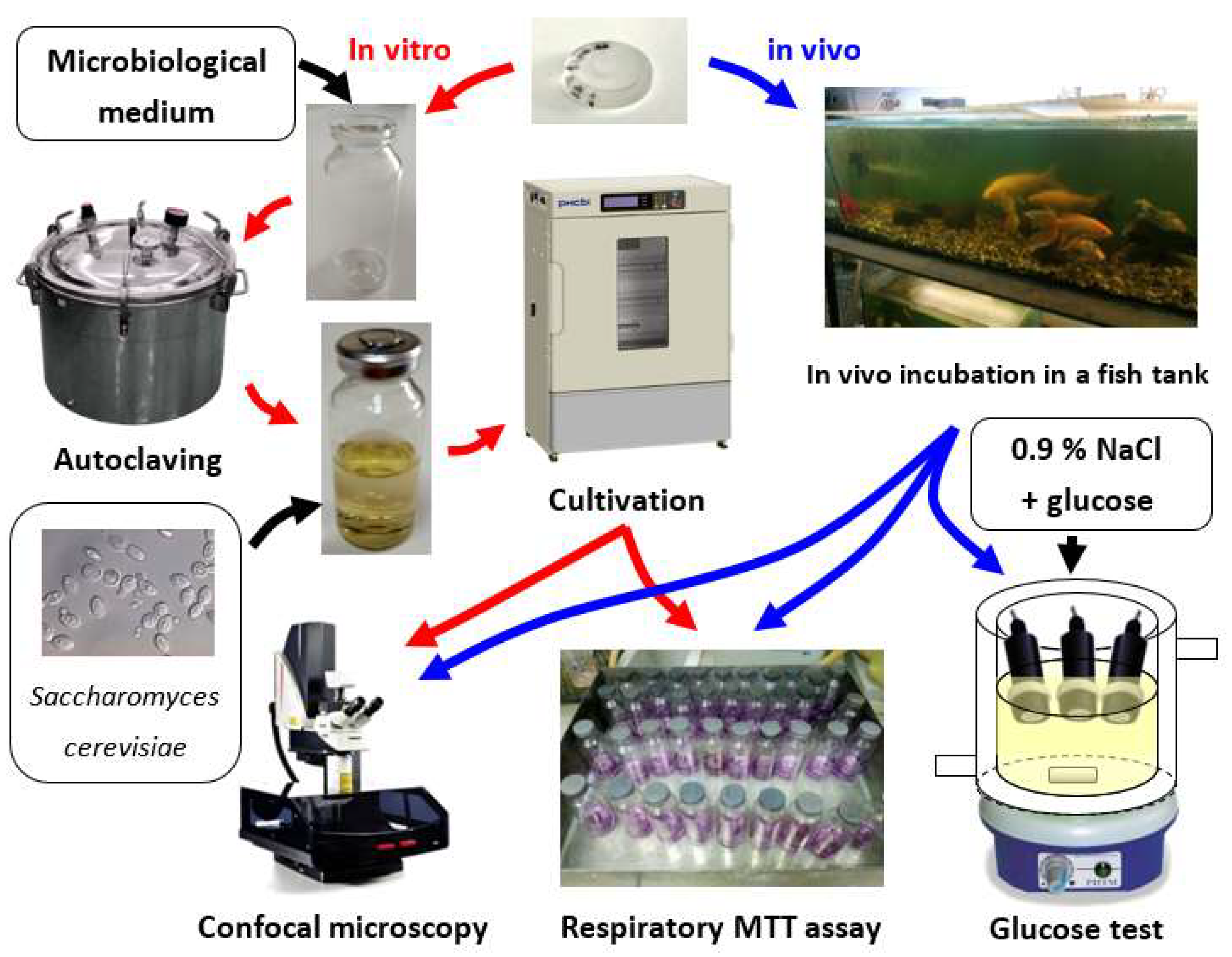 Nanomaterials 11 02980 g001