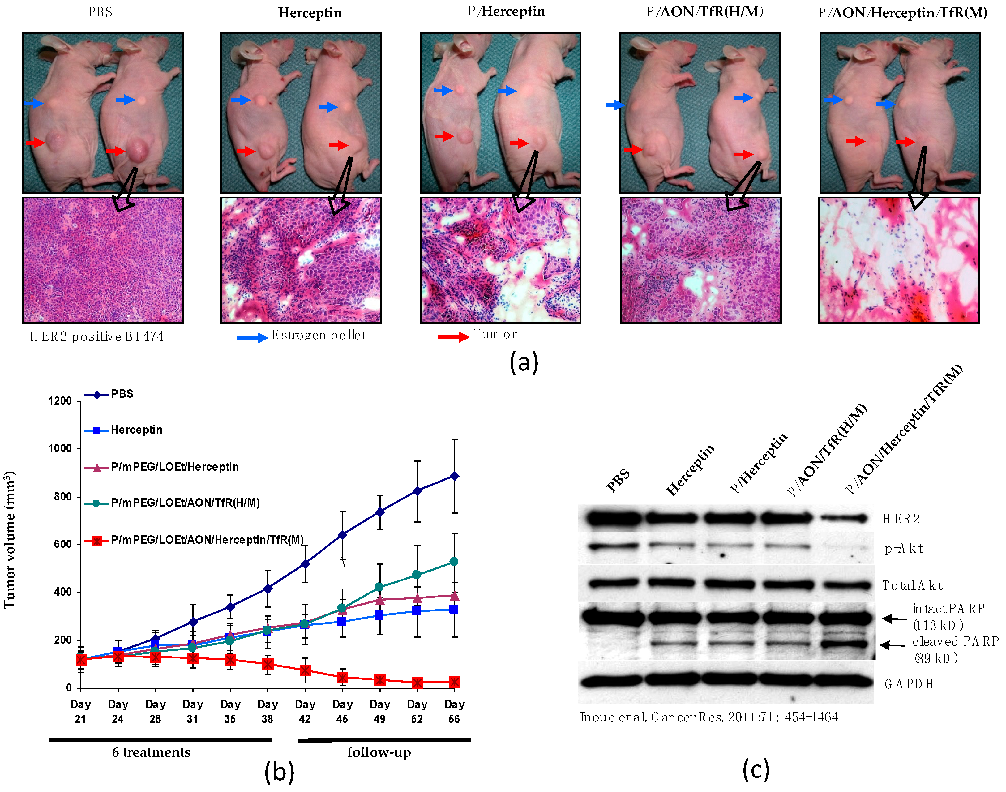 Nanomaterials 11 02996 g010