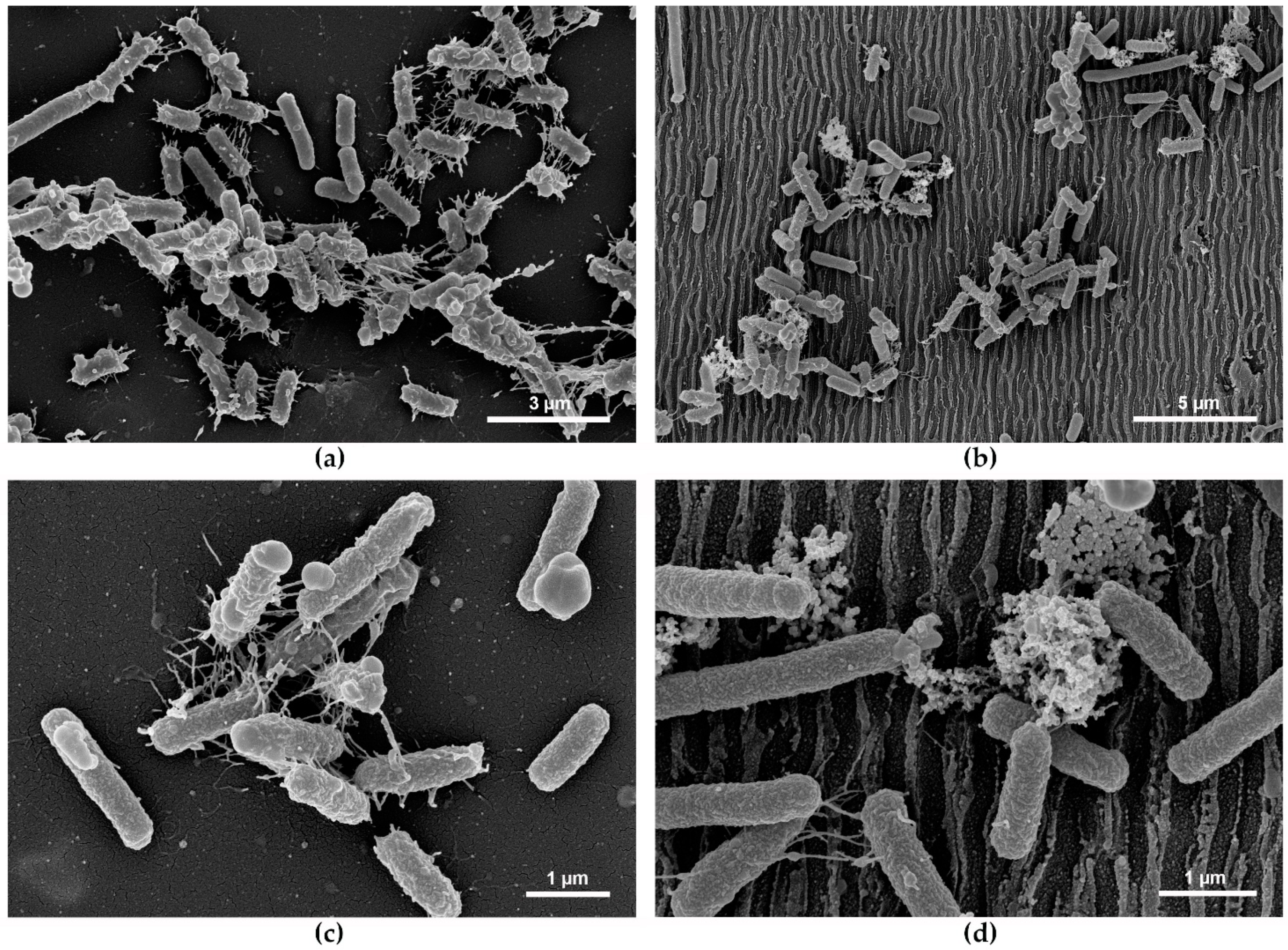 Nanomaterials 11 03000 g007
