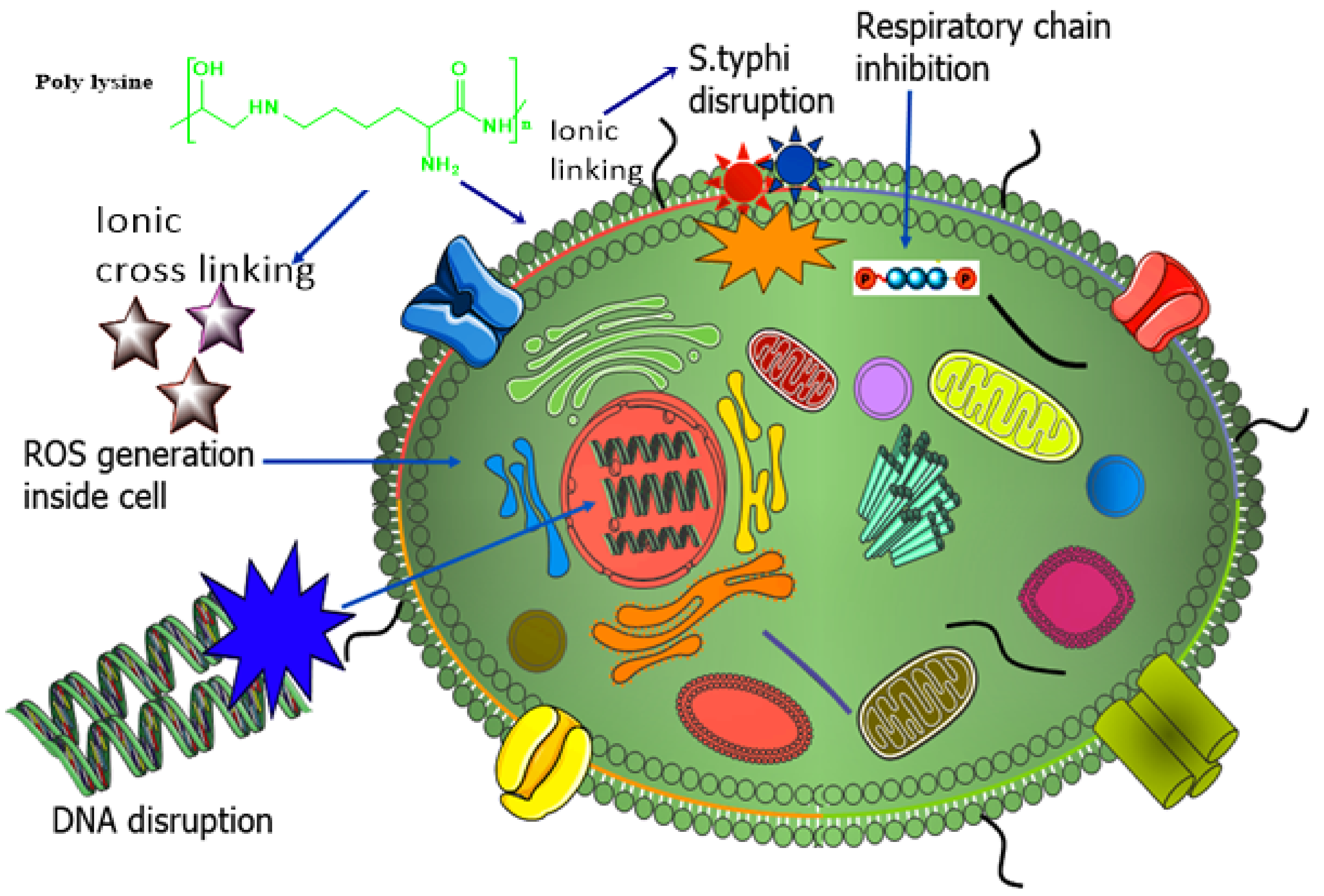 Nanomaterials 11 03002 g008 Nanomaterials 11 03002 g008