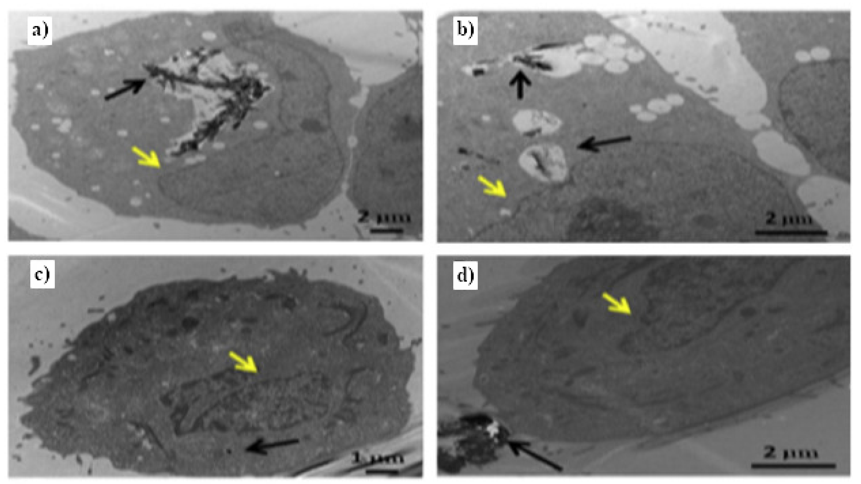Nanomaterials 11 03020 g008