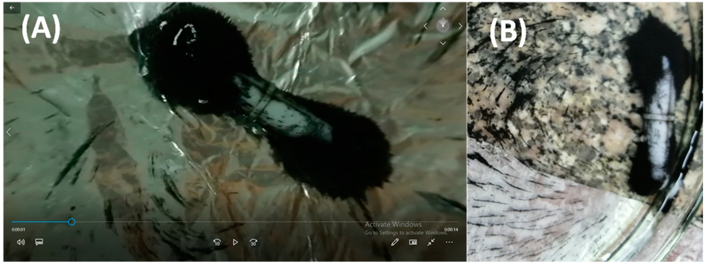 Nanomaterials 11 03034 g001