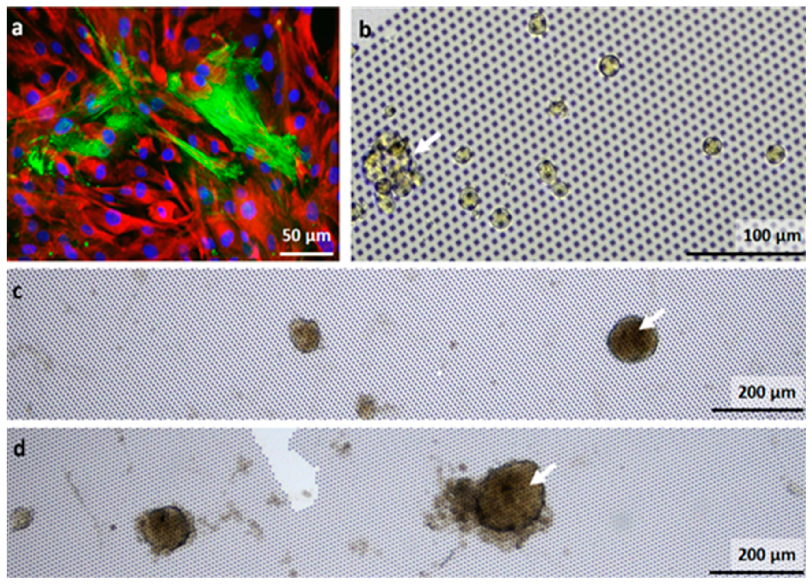 Nanomaterials 11 03233 g004
