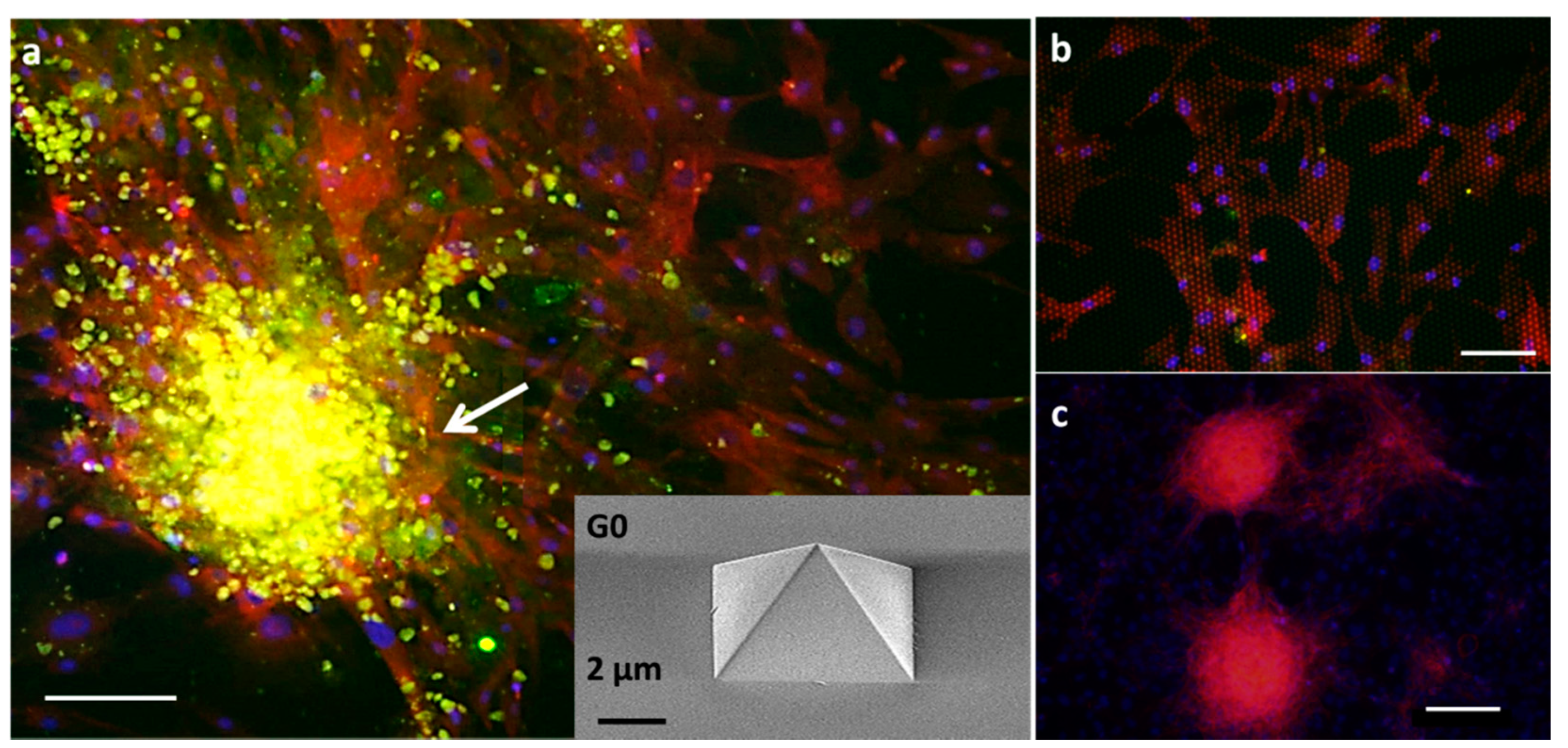 Nanomaterials 11 03233 g005