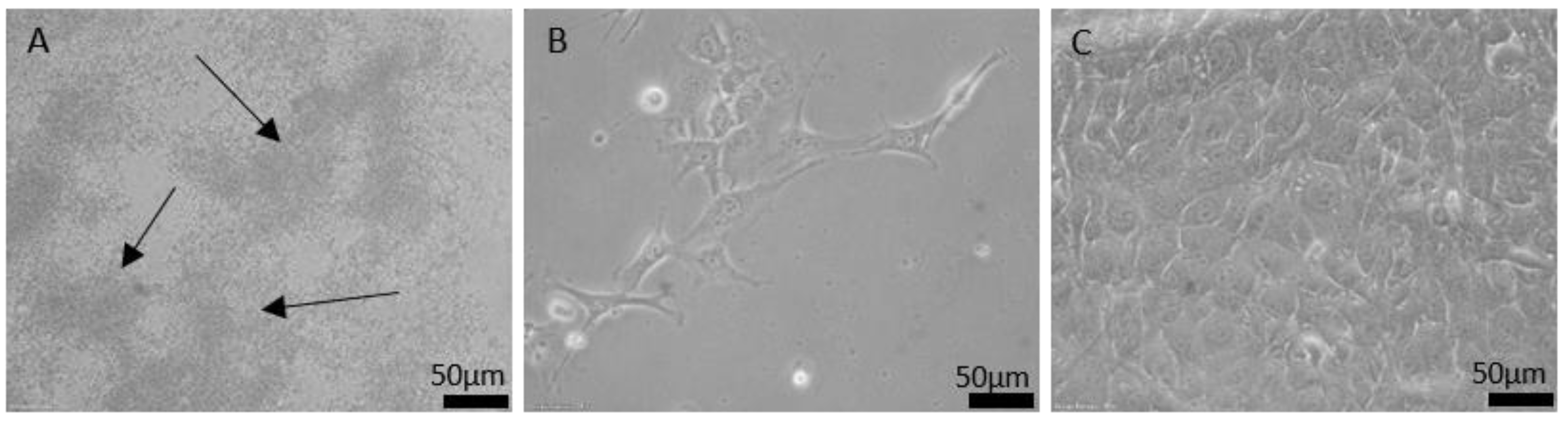 Nanomaterials 11 03251 g003 Nanomaterials 11 03251 g003