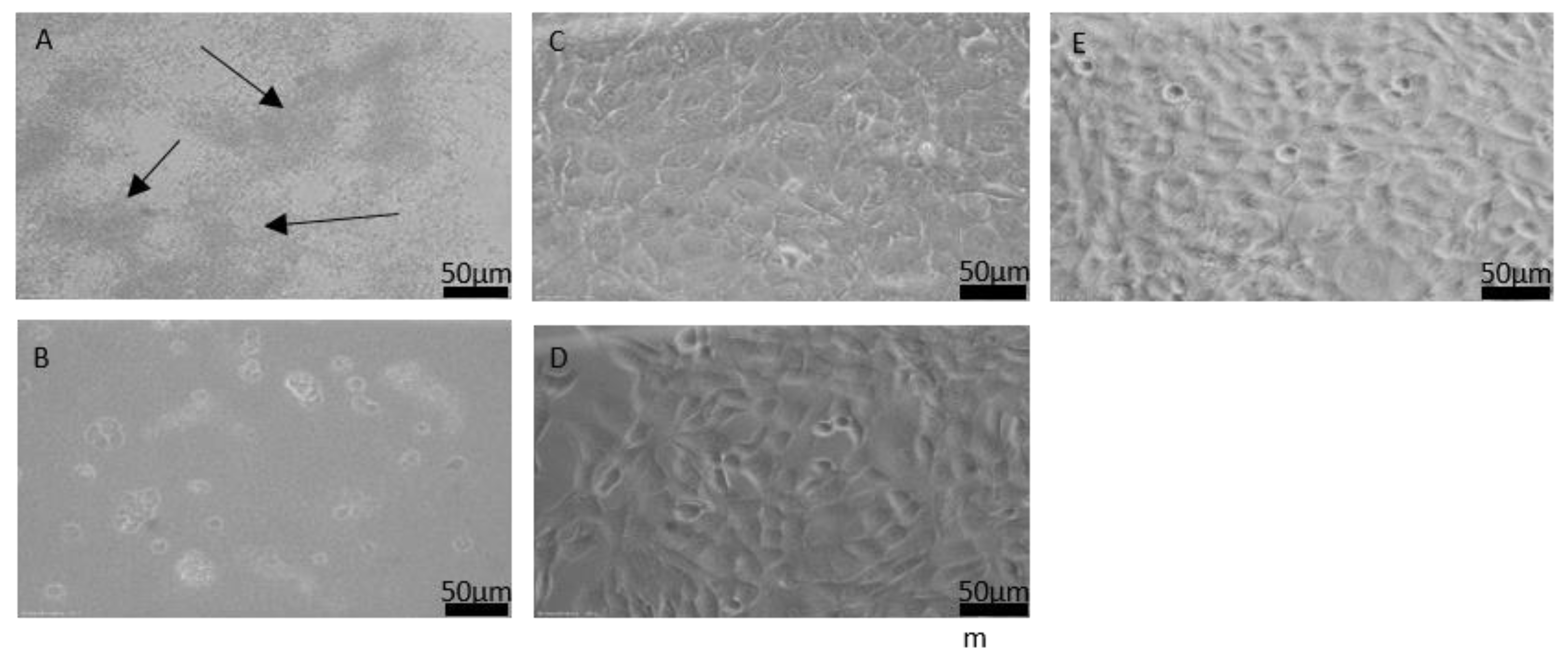 Nanomaterials 11 03251 g004 Nanomaterials 11 03251 g004