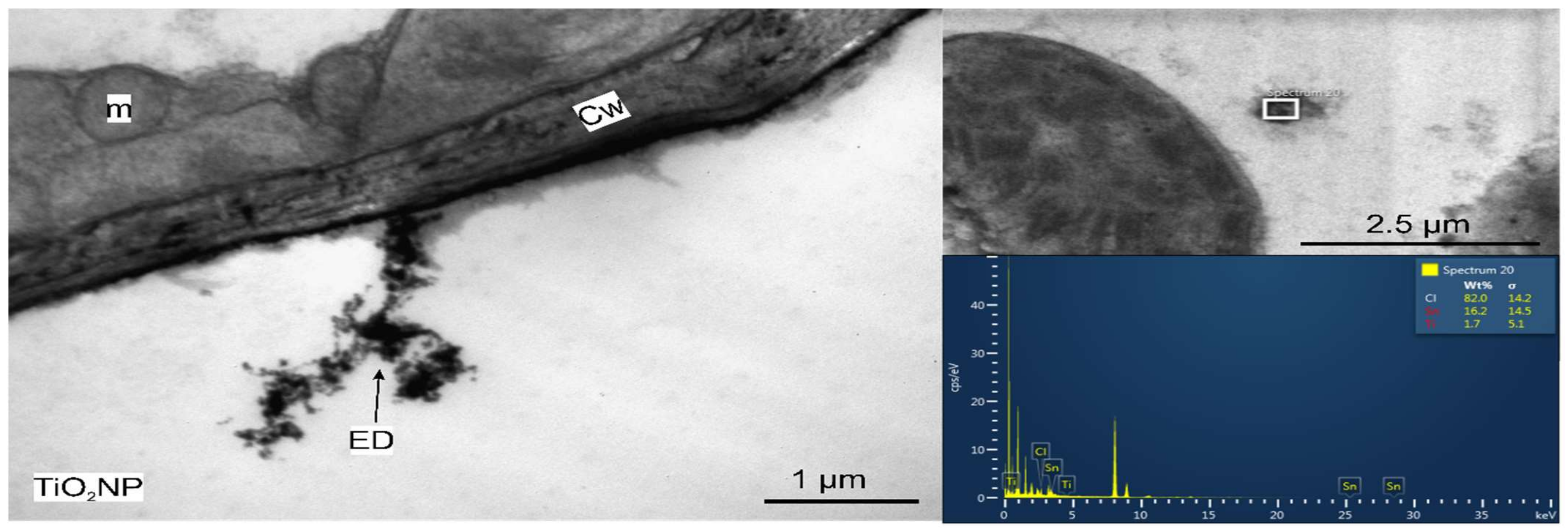 Nanomaterials 11 03413 g008