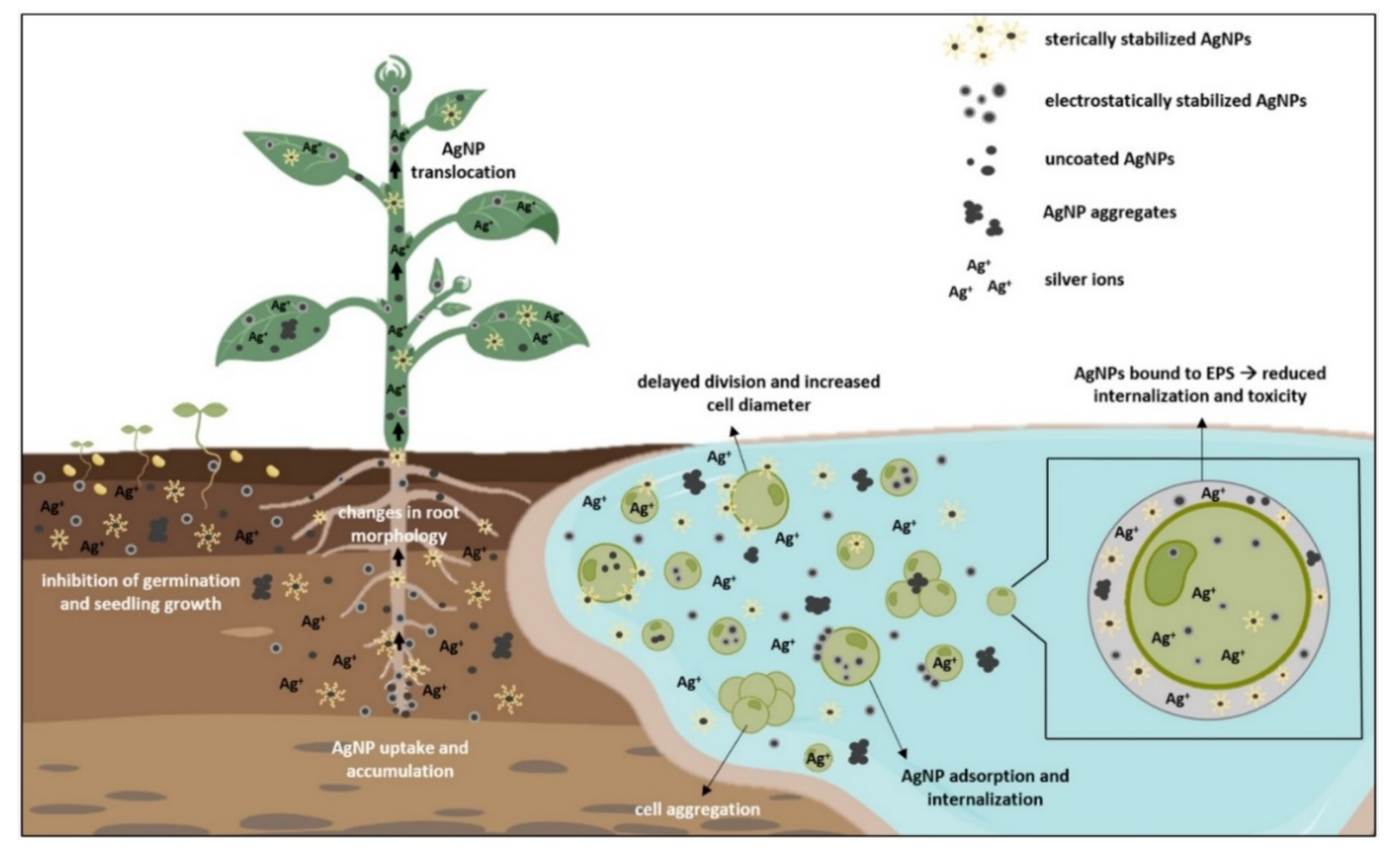Nanomaterials 12 00024 g002 550
