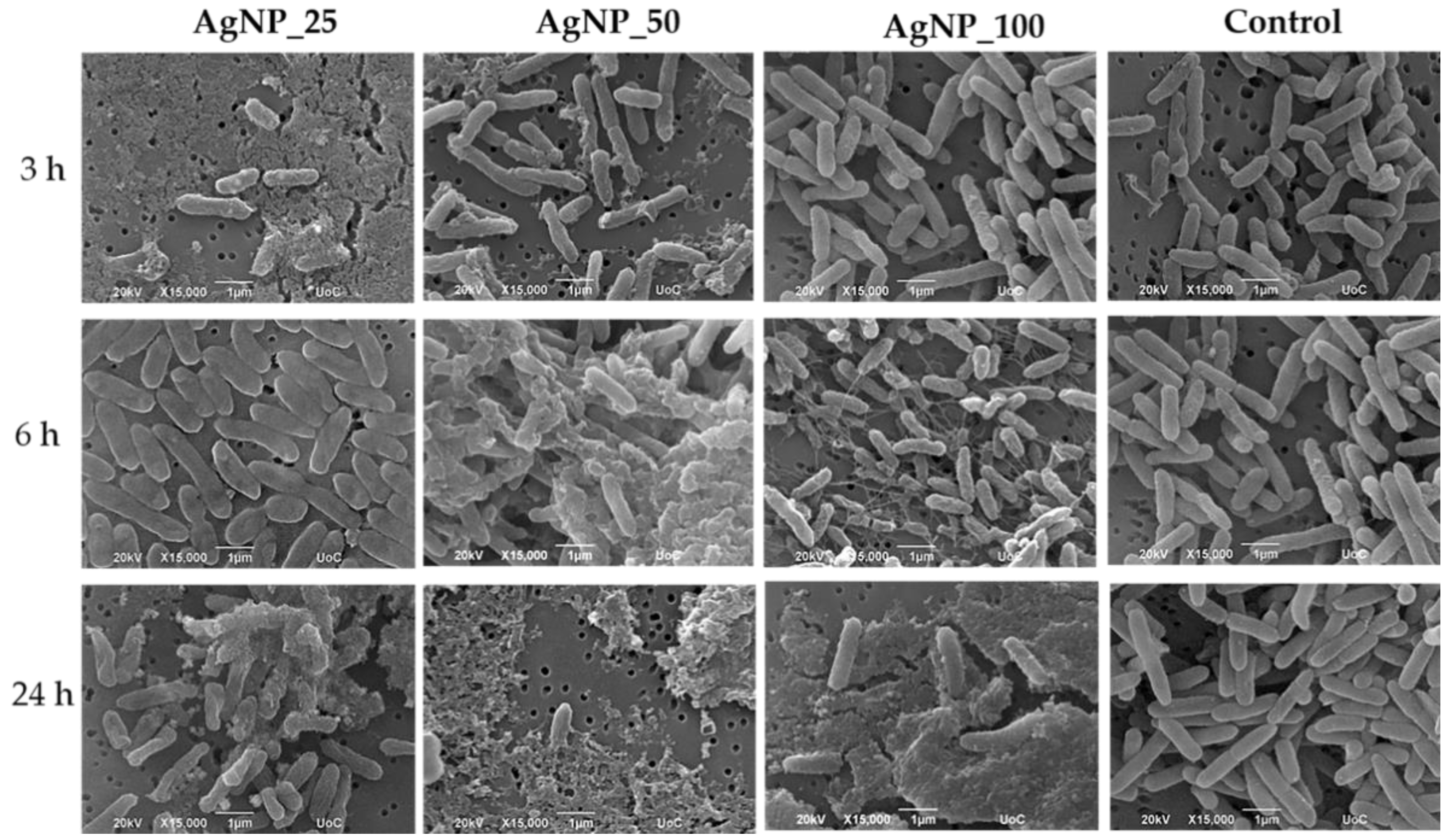 Nanomaterials 12 00031 g003