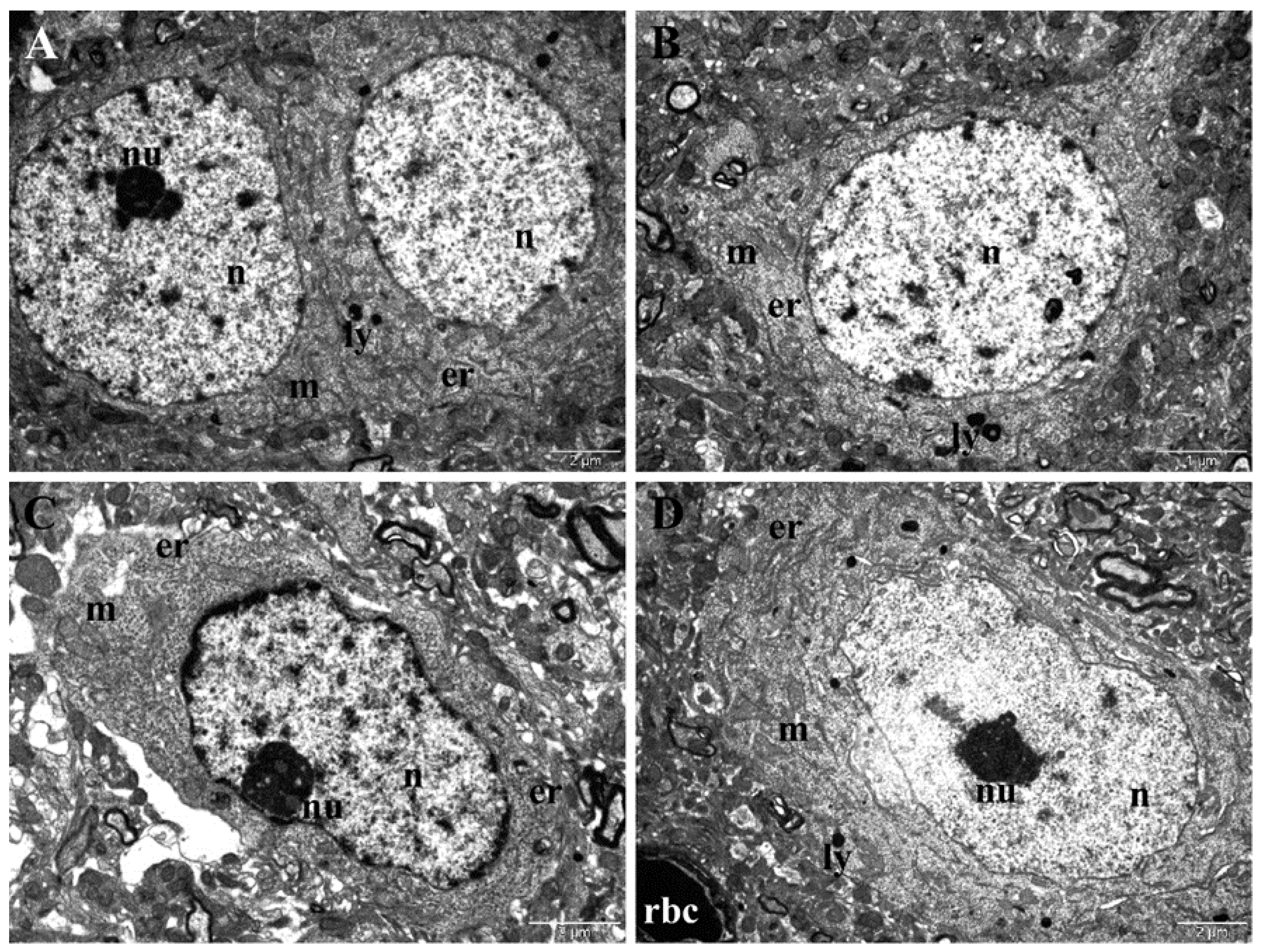 Nanomaterials 12 00058 g009 550