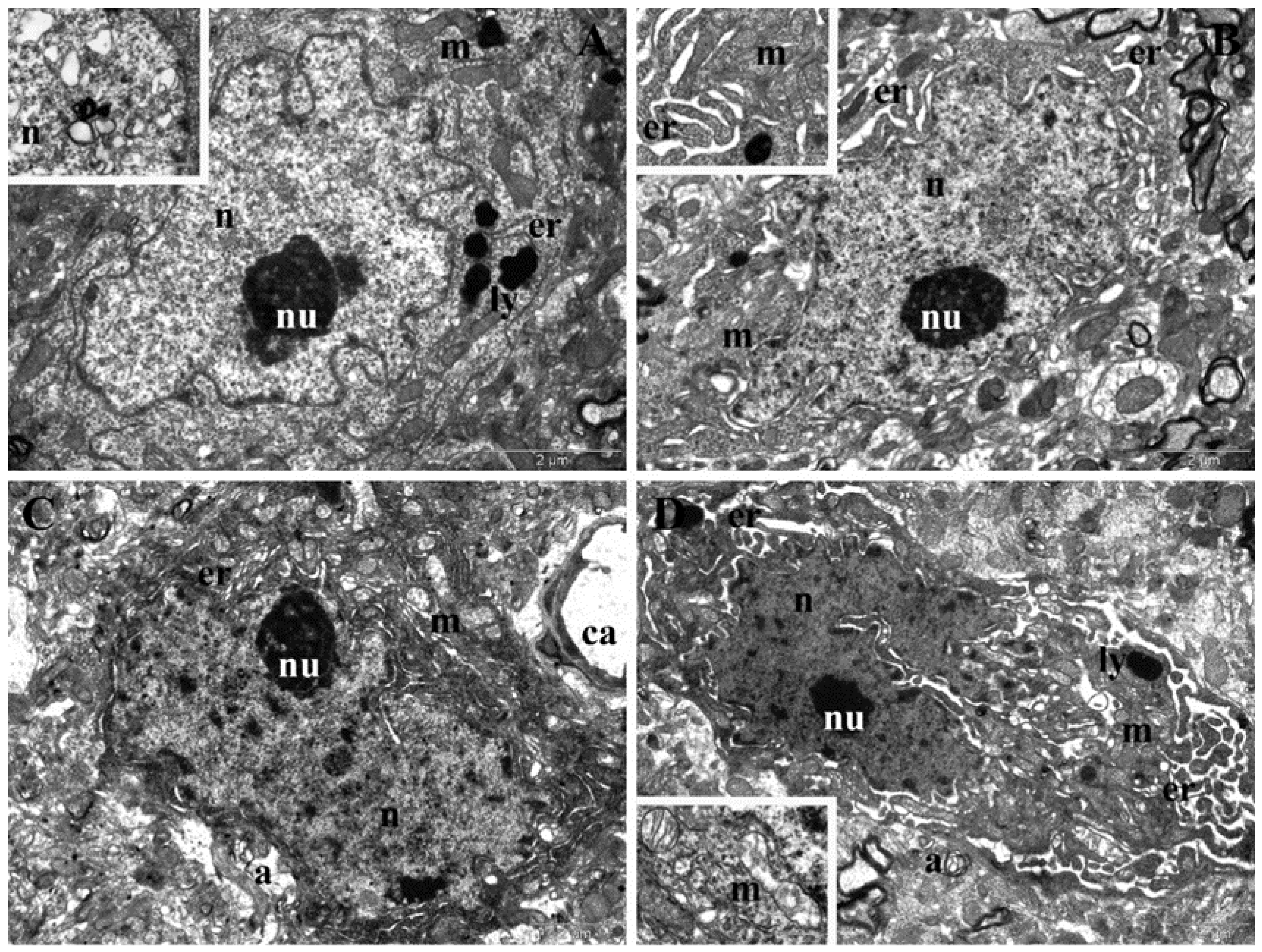 Nanomaterials 12 00058 g011 550