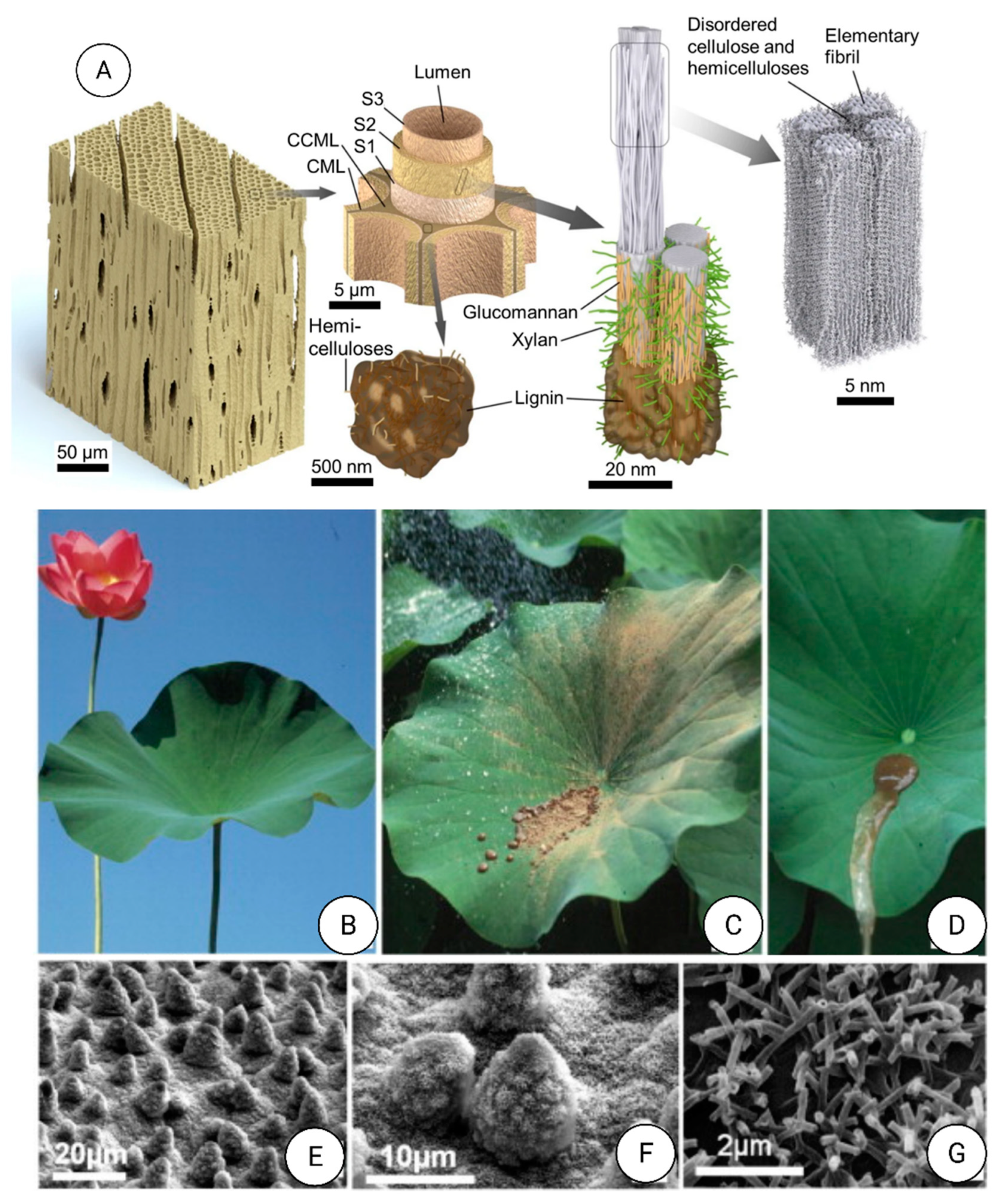 Nanomaterials 12 00177 g019 Nanomaterials 12 00177 g019