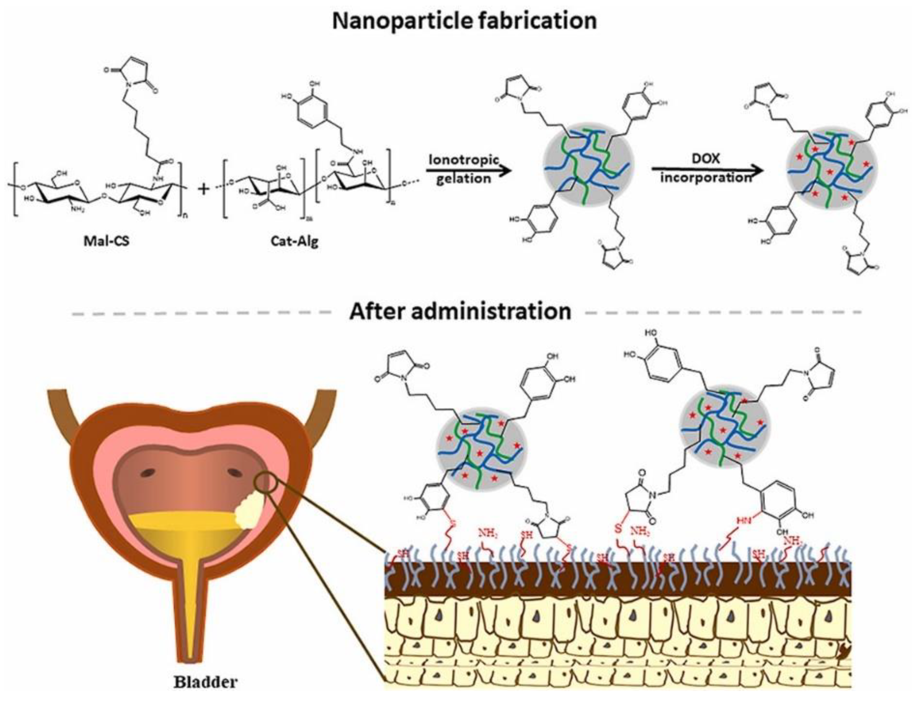 Nanomaterials 12 00186 g005