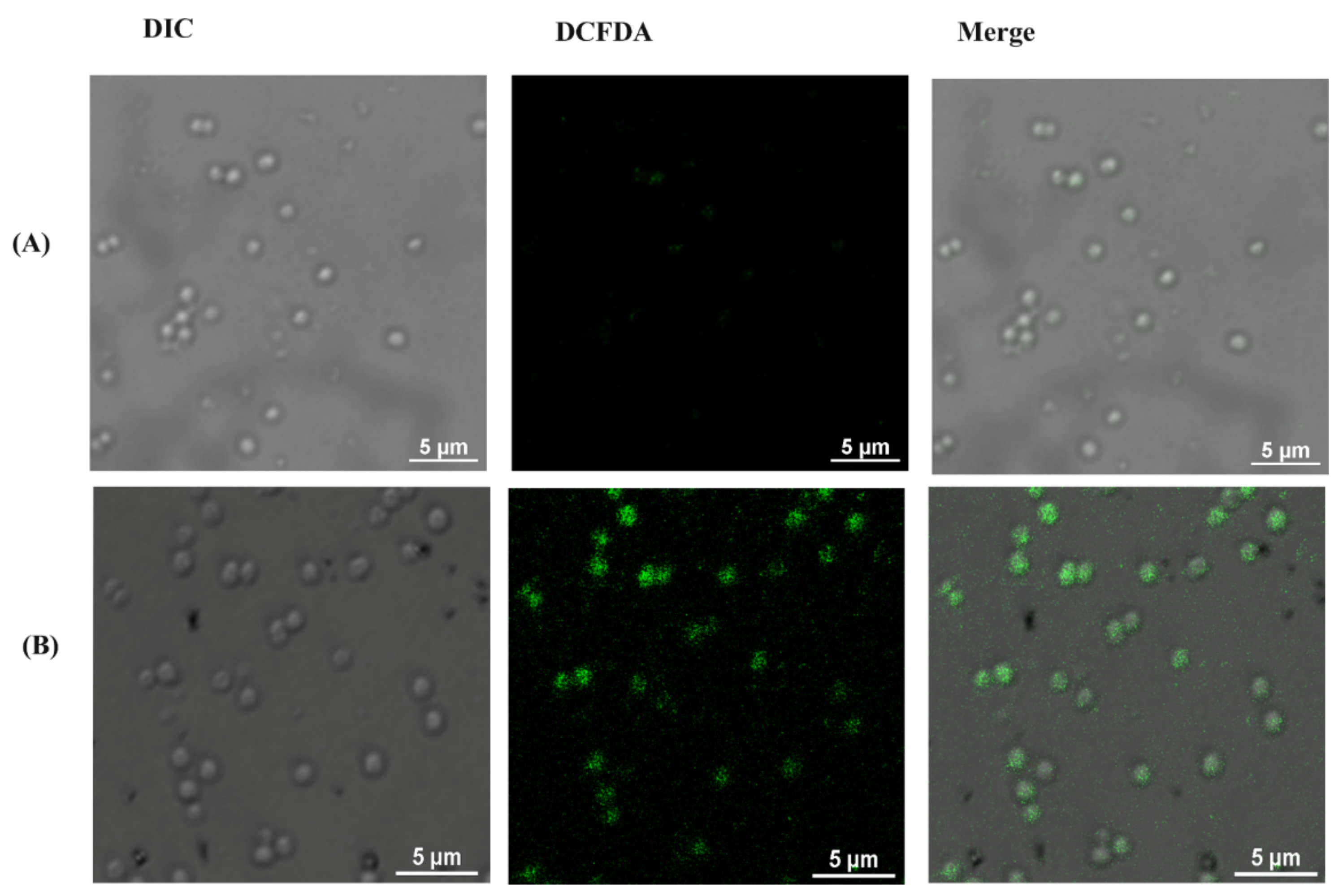 Nanomaterials 12 00191 g008a 550