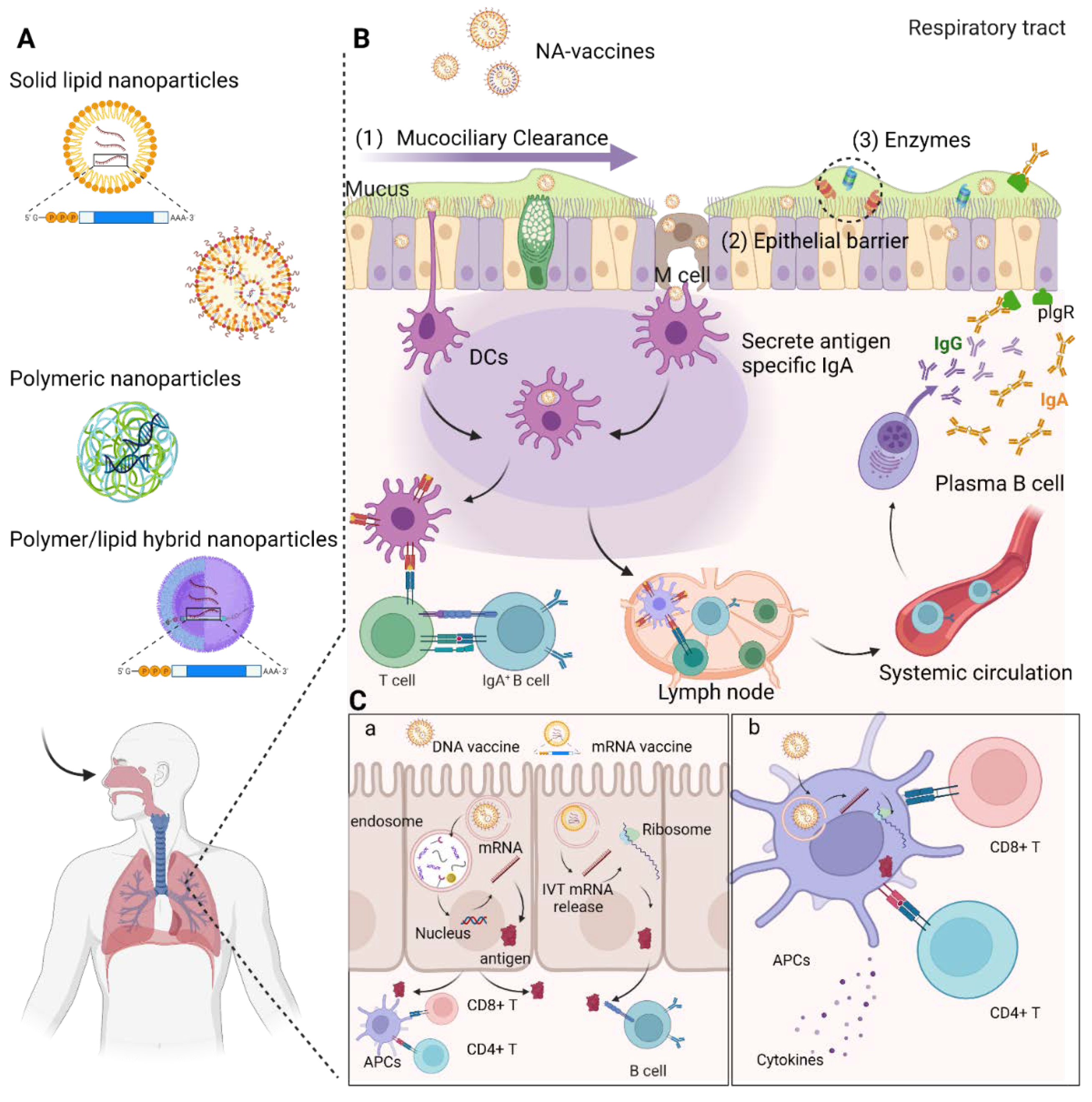Nanomaterials 12 00226 g001