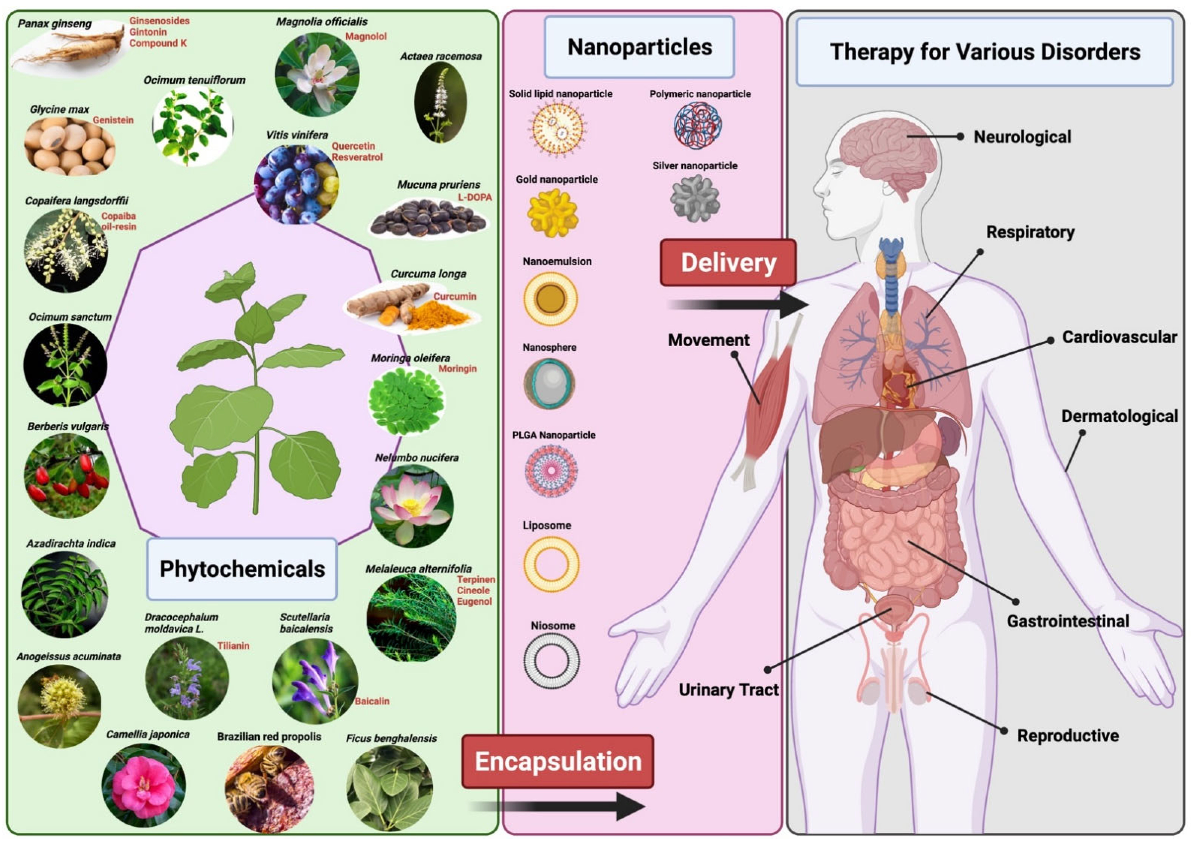 Nanomaterials Free Full Text Precision And Advanced Nano Phytopharmaceuticals For Therapeutic Applications Html