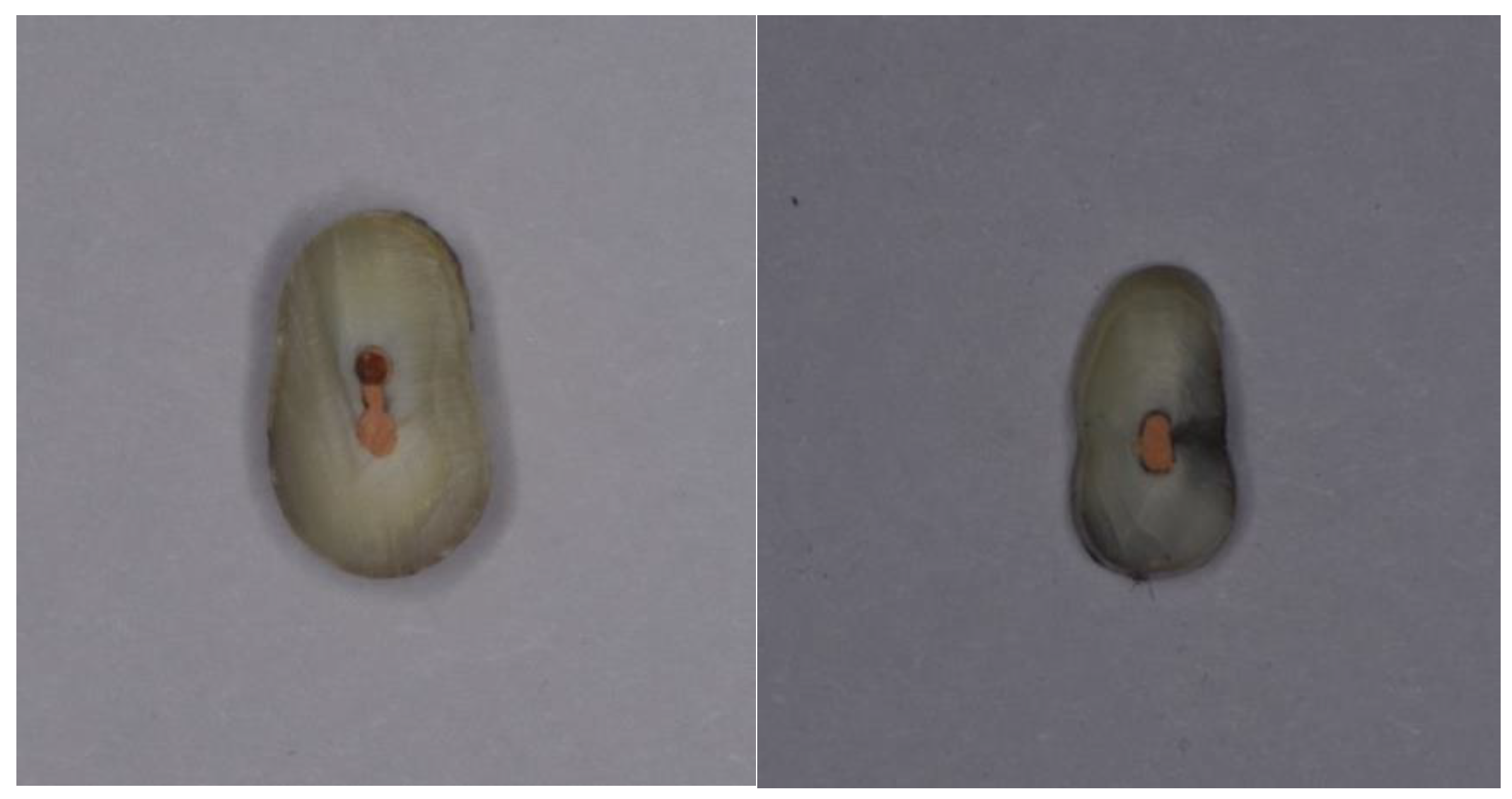 Nanomaterials 12 00248 g005 550