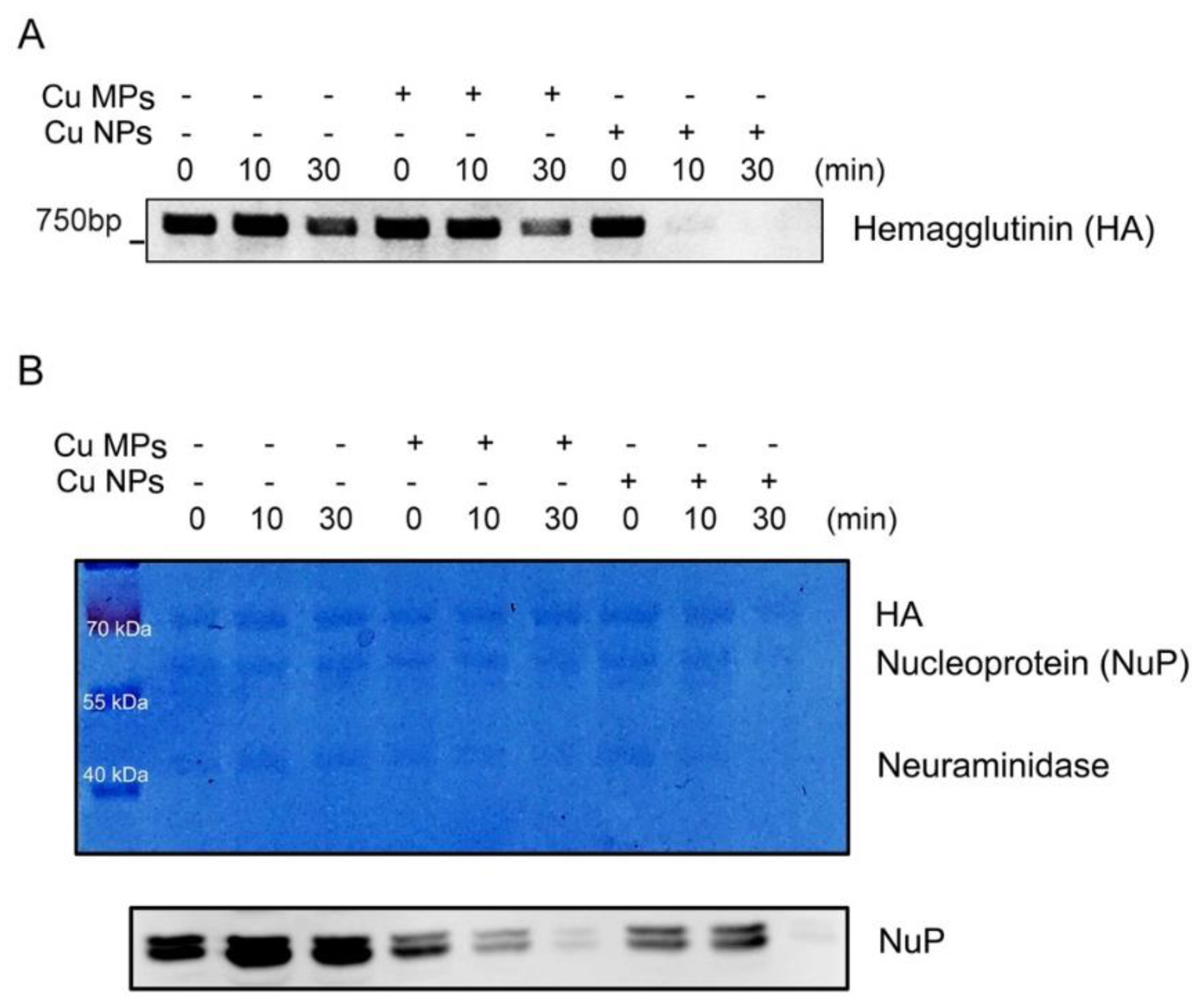 Nanomaterials 12 00268 g005