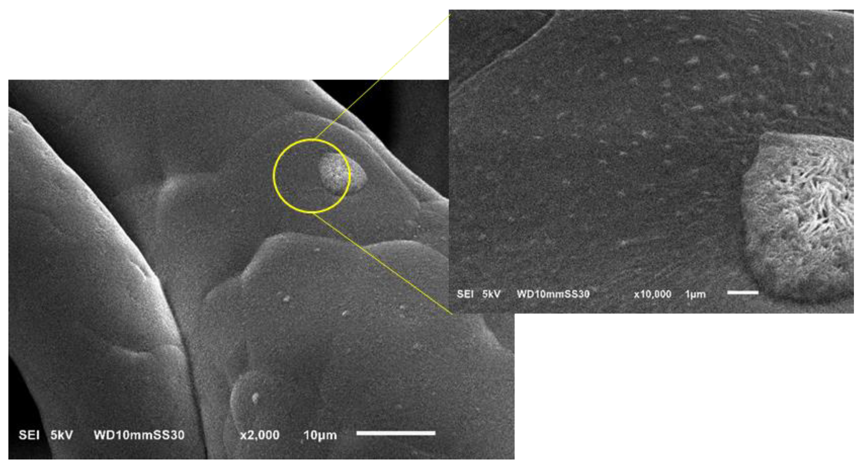 Nanomaterials 12 00283 g018 550
