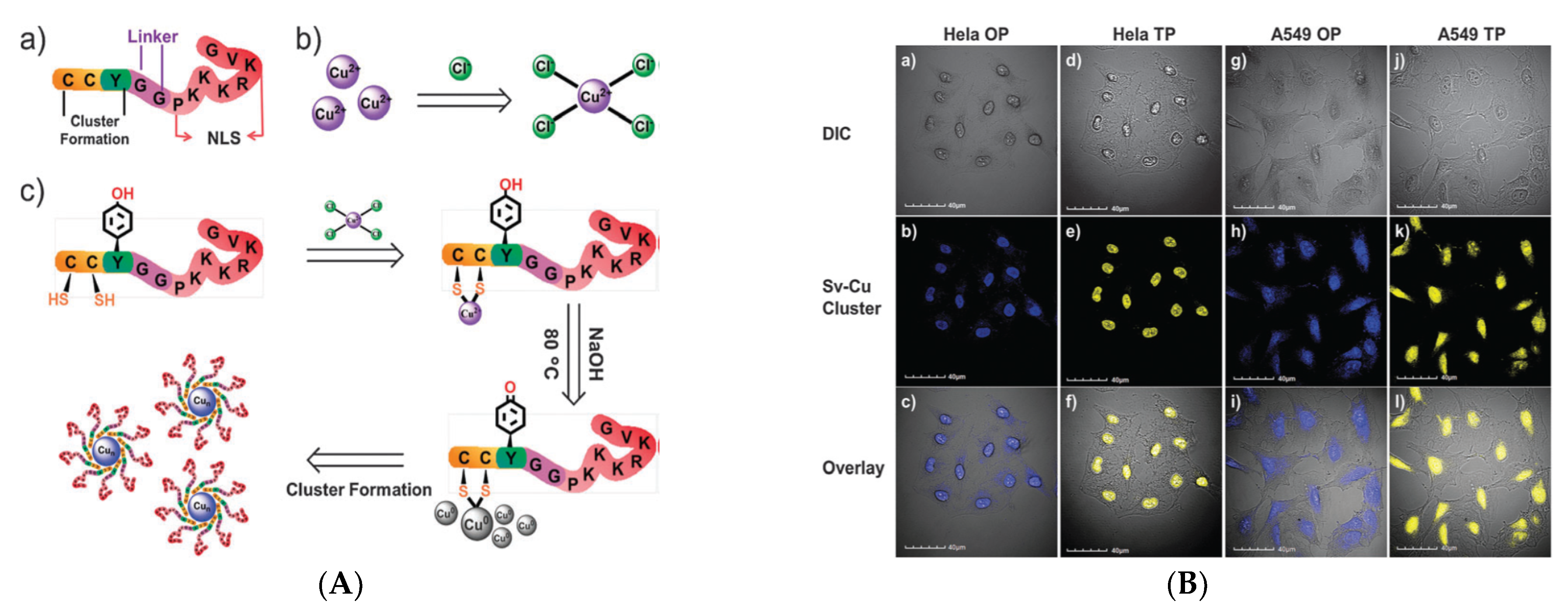 Nanomaterials 12 00301 g007 550