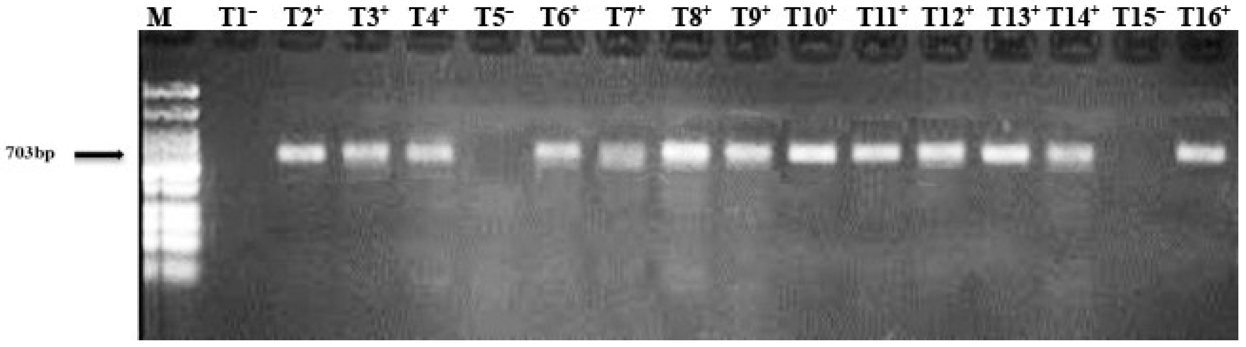Nanomaterials 12 00356 g001 Nanomaterials 12 00356 g001